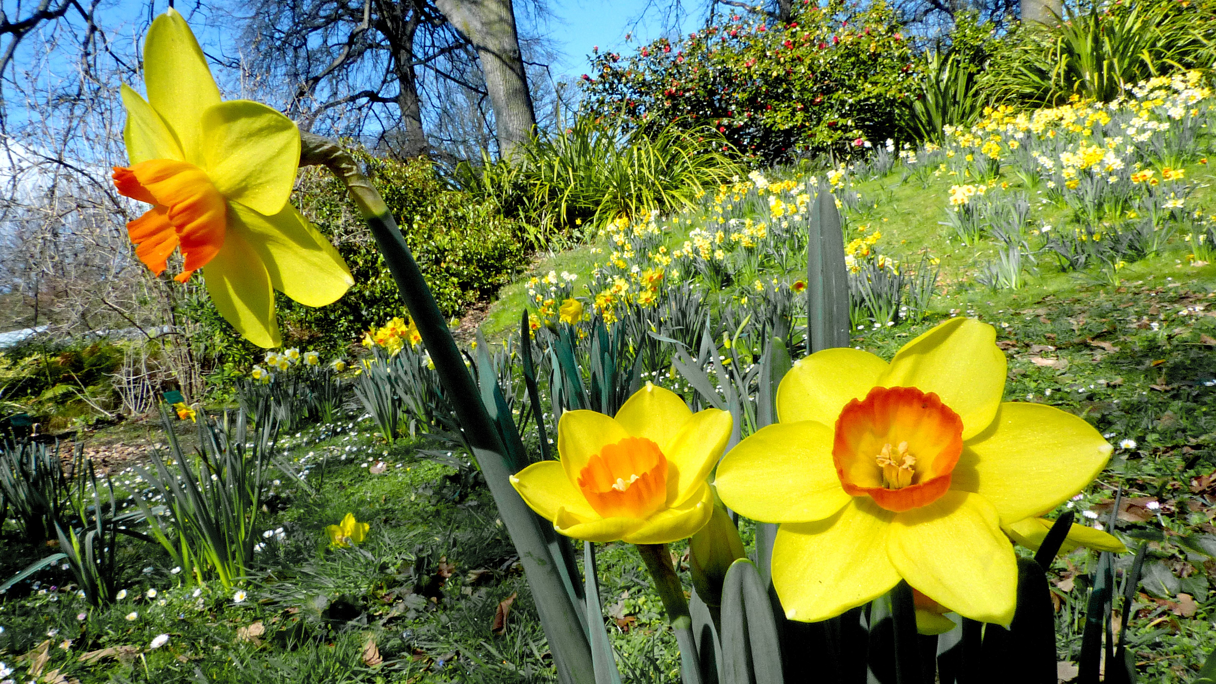 16-Mar London's Daffodils in Spring Section Image