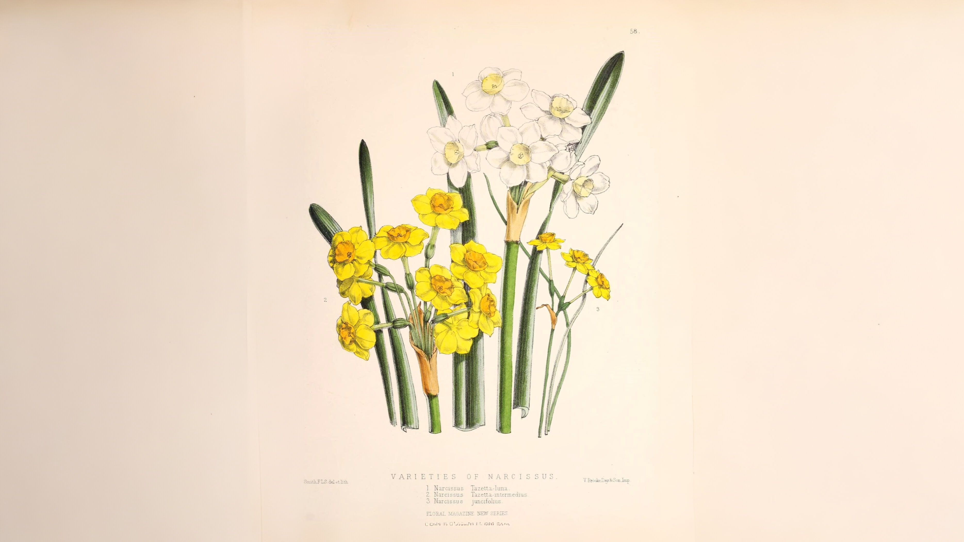 16-Mar London's Daffodils in Spring Section Image