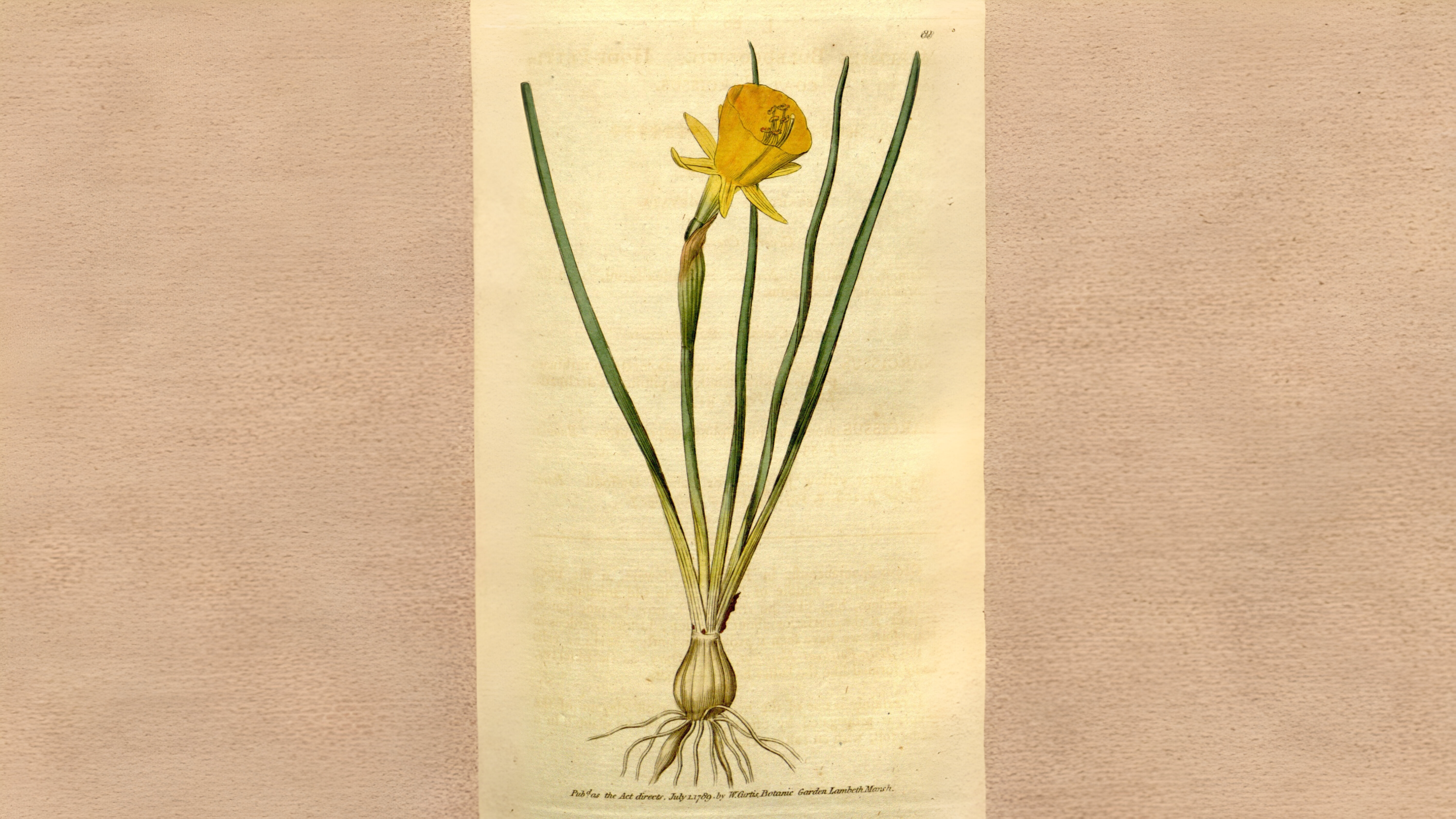 16-Mar London's Daffodils in Spring Section Image