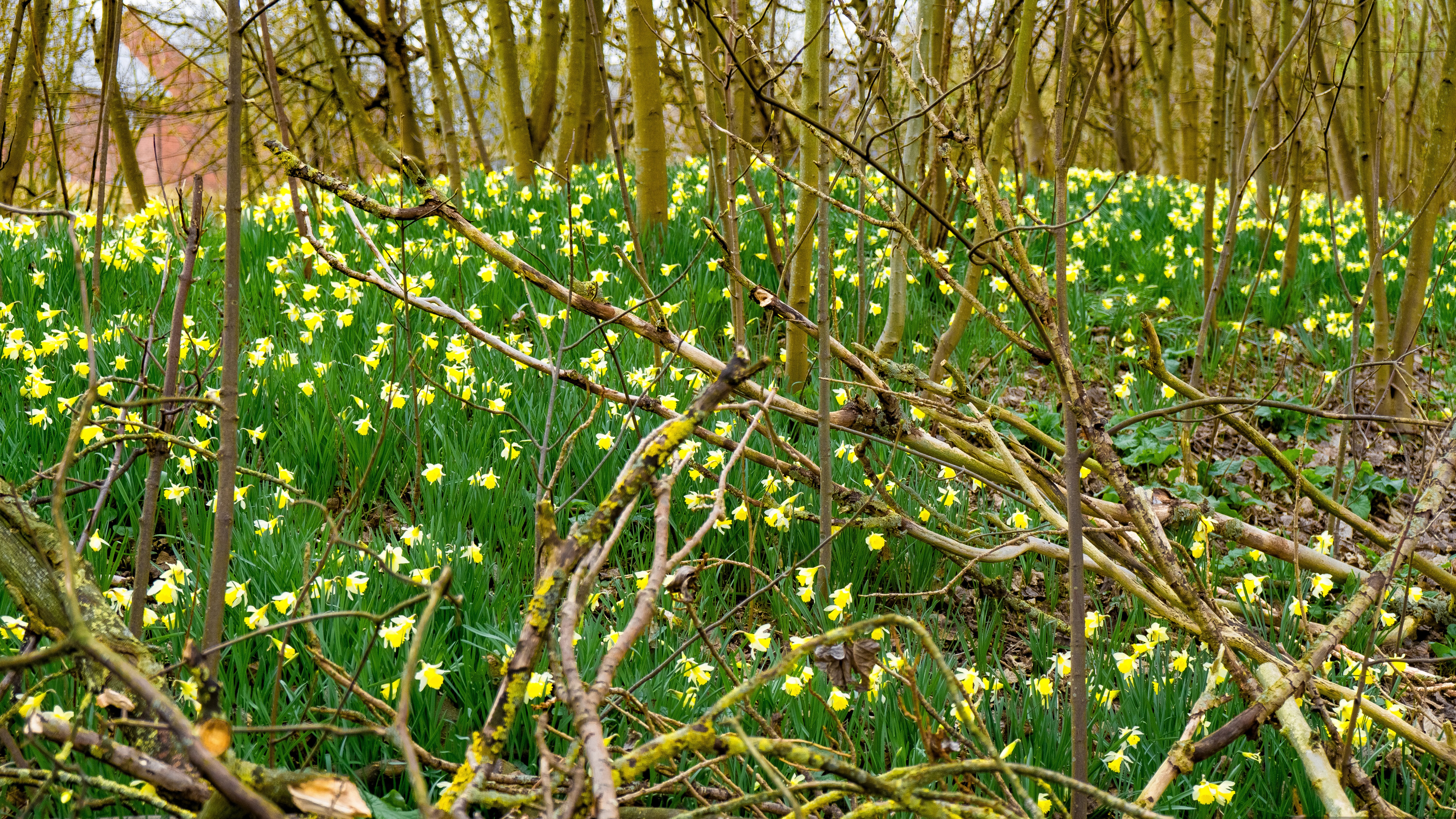16-Mar London's Daffodils in Spring Section Image