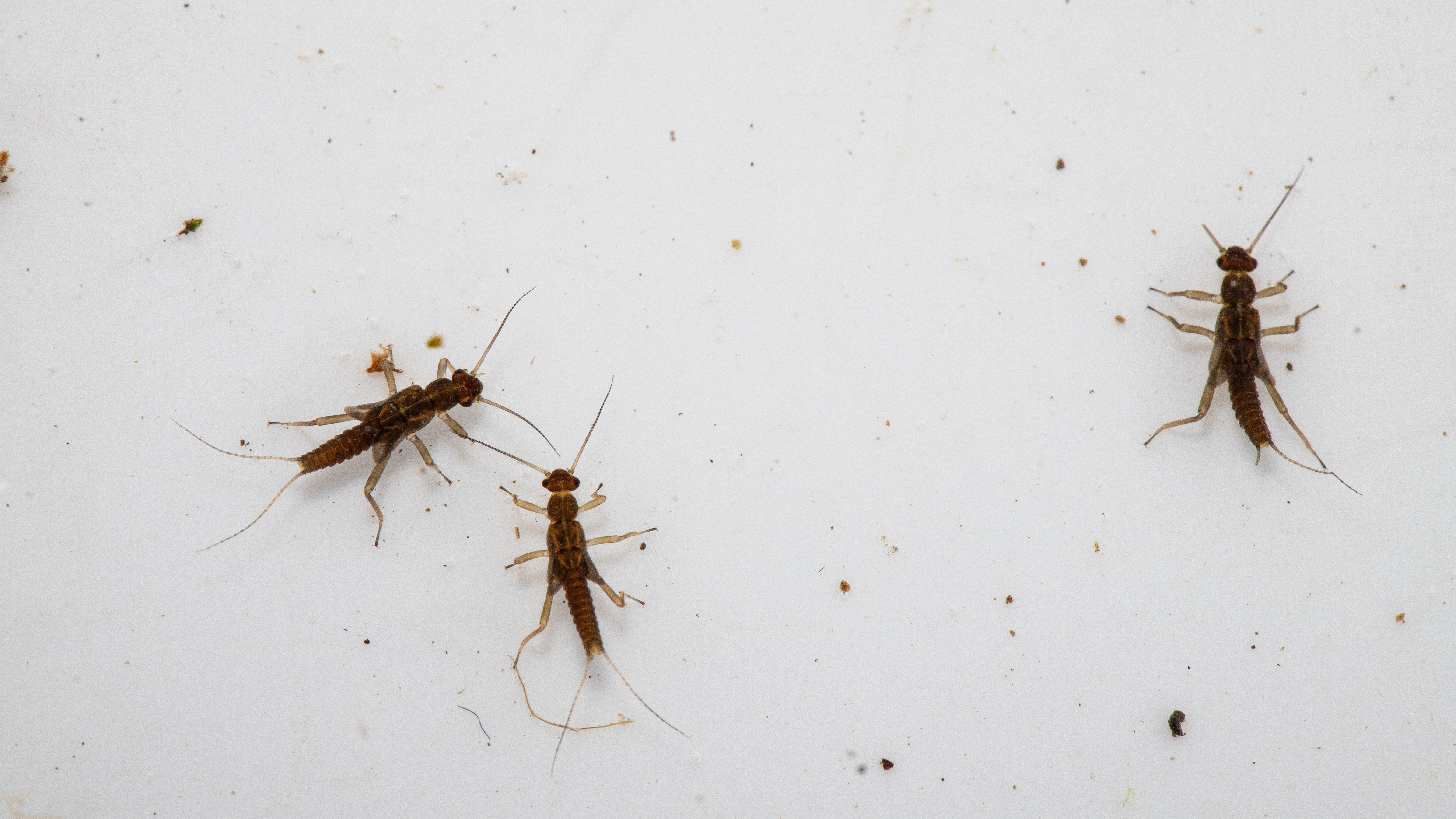 16-Feb Reawakening of Pond Life Section Image