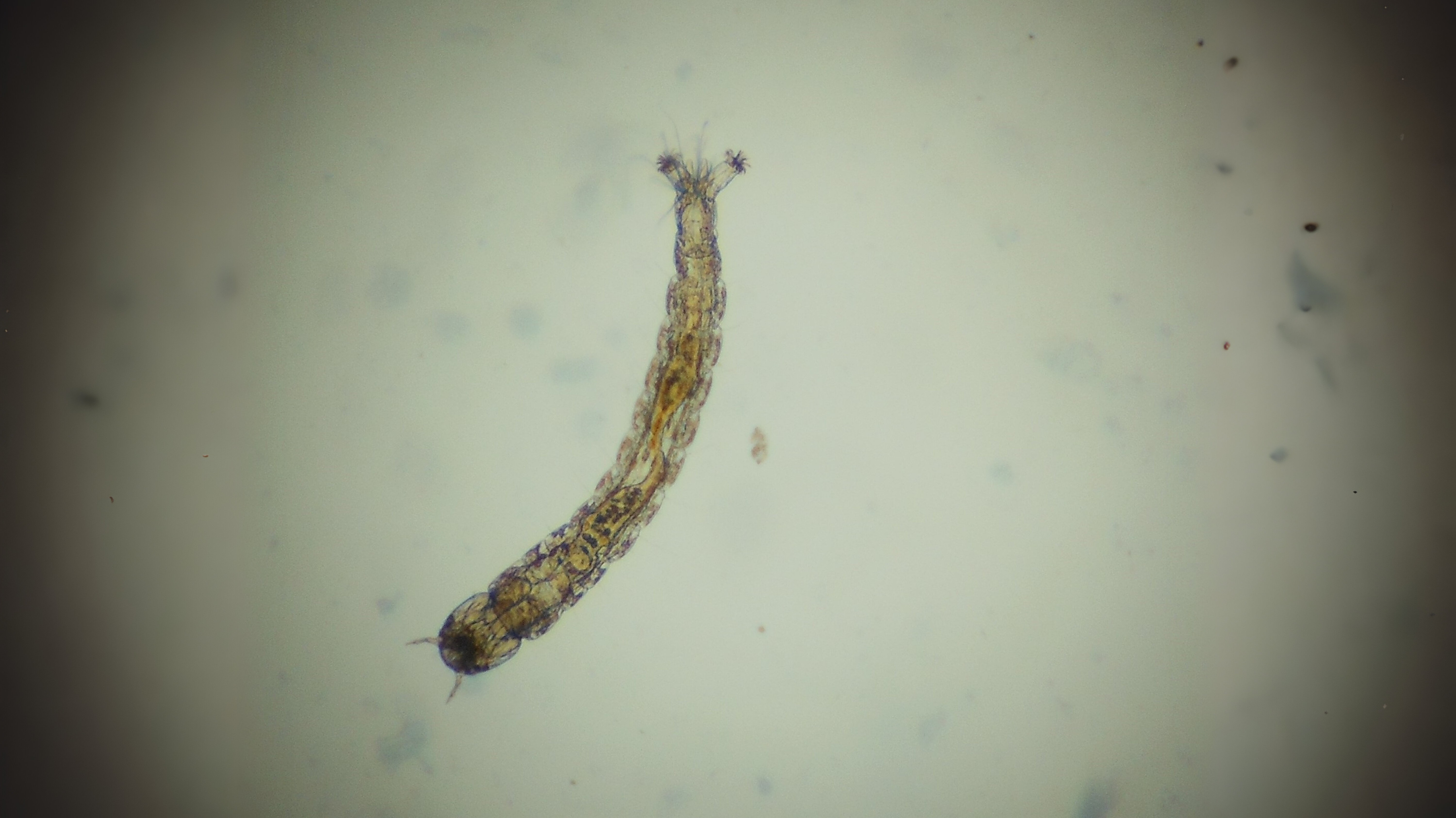 16-Feb Reawakening of Pond Life Section Image
