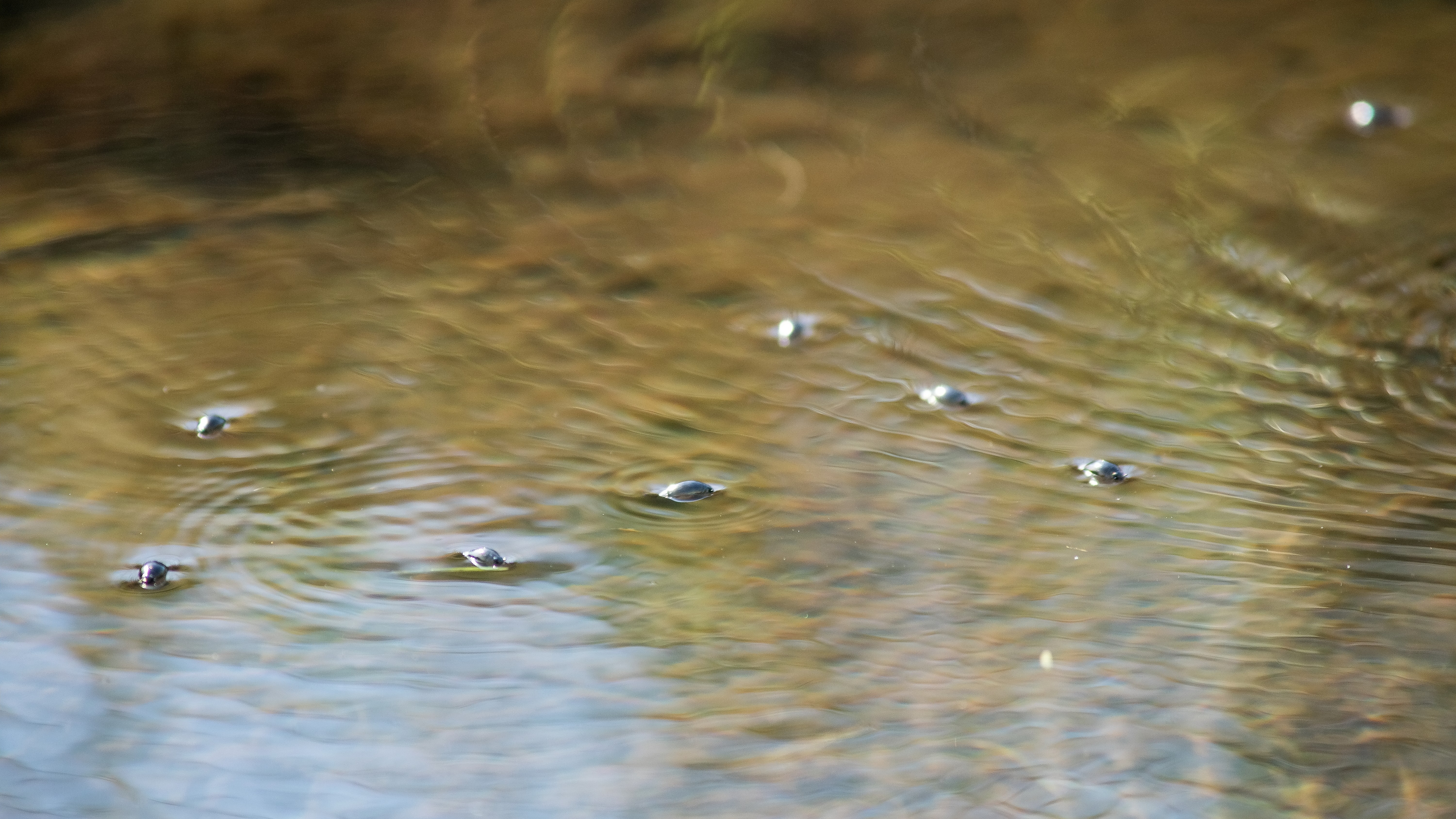 16-Feb Reawakening of Pond Life Section Image