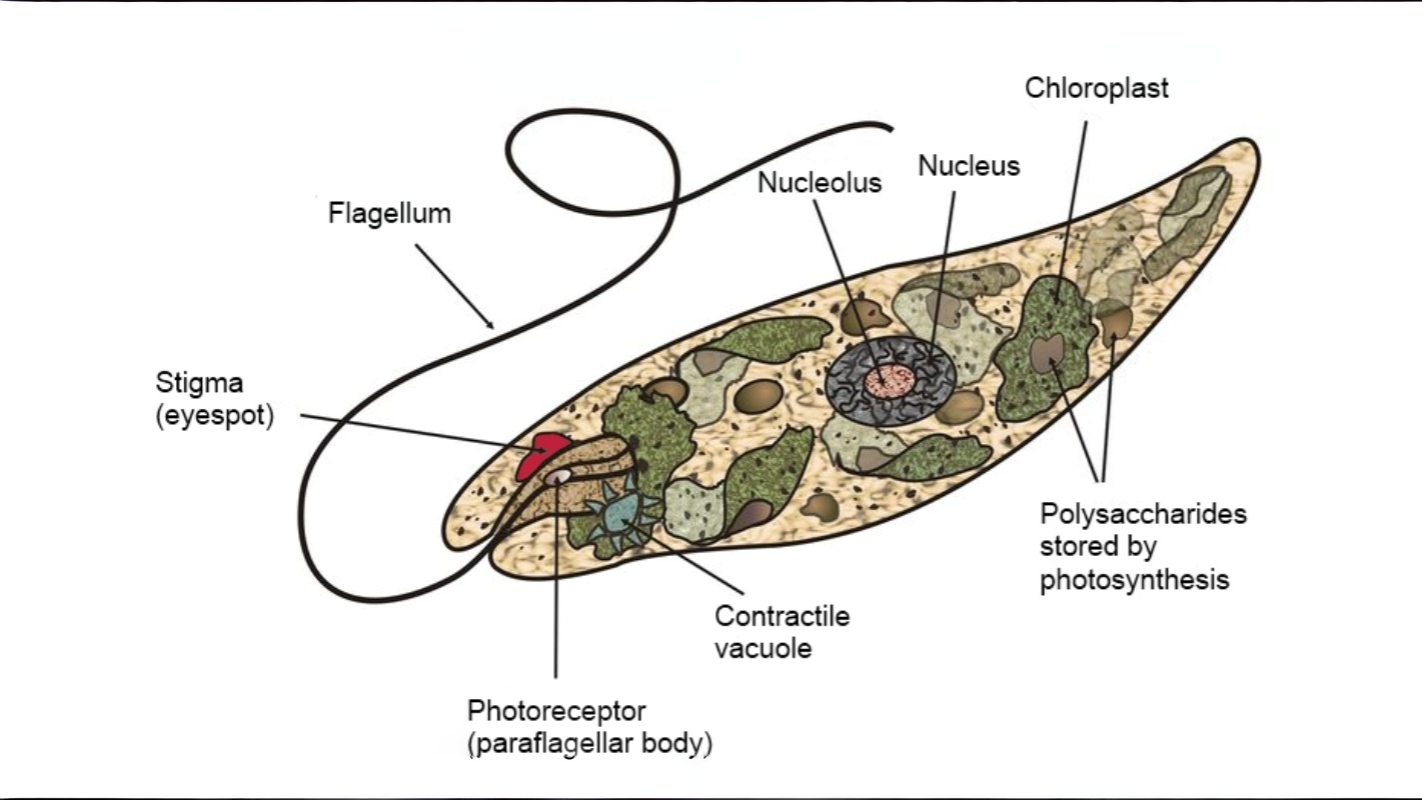 16-Feb Reawakening of Pond Life Section Image