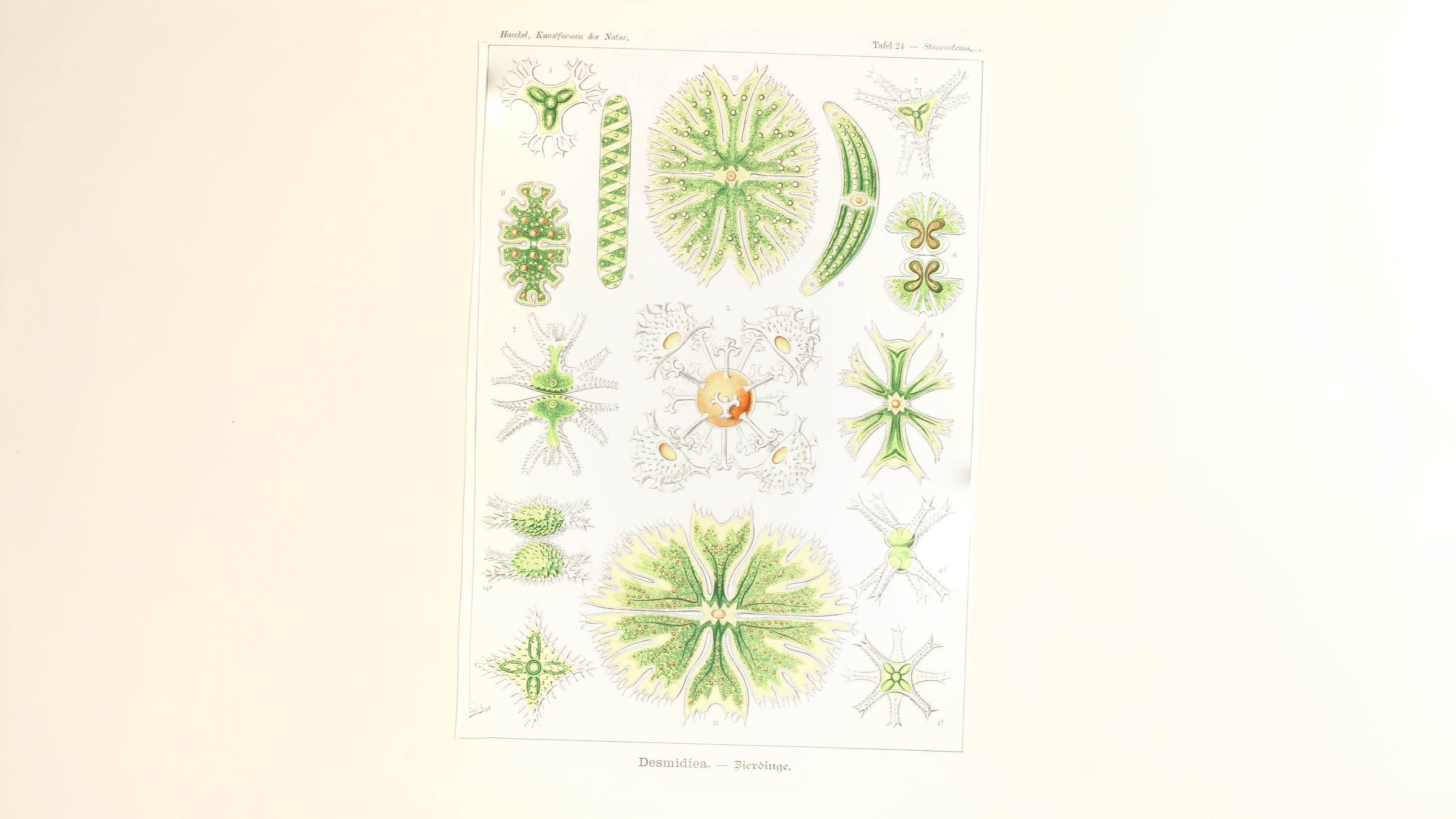 16-Feb Reawakening of Pond Life Section Image