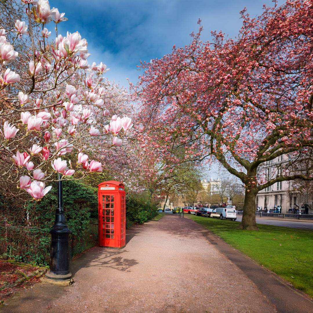 17-Apr London’s Magnolia Magic