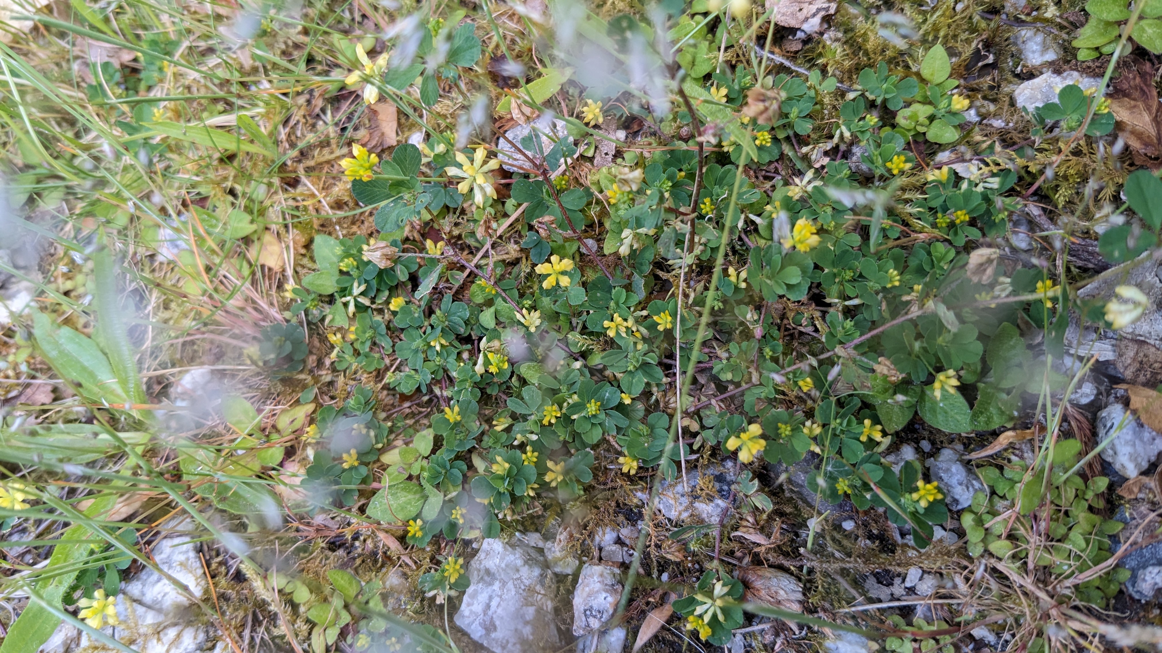 17-Mar Shamrocks & Speedwells Section Image