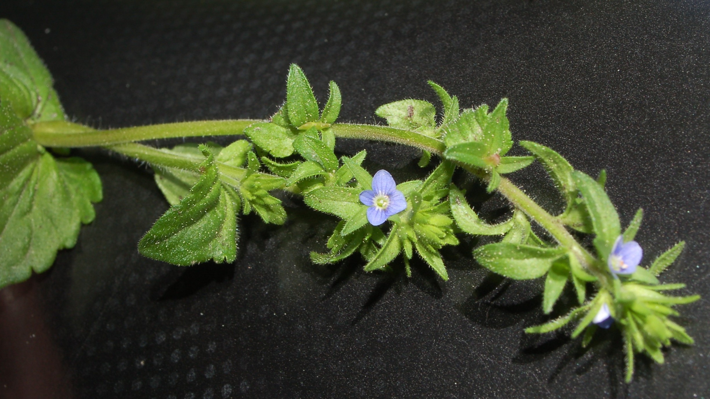 17-Mar Shamrocks & Speedwells Section Image
