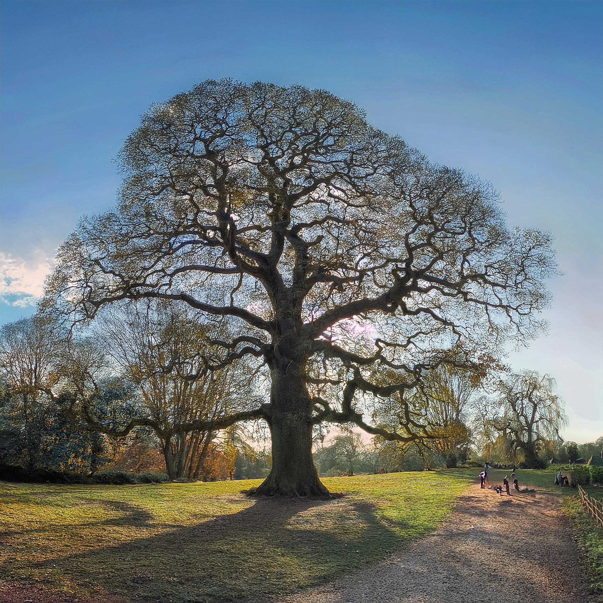 17-Jan Beauty of Leafless Trees