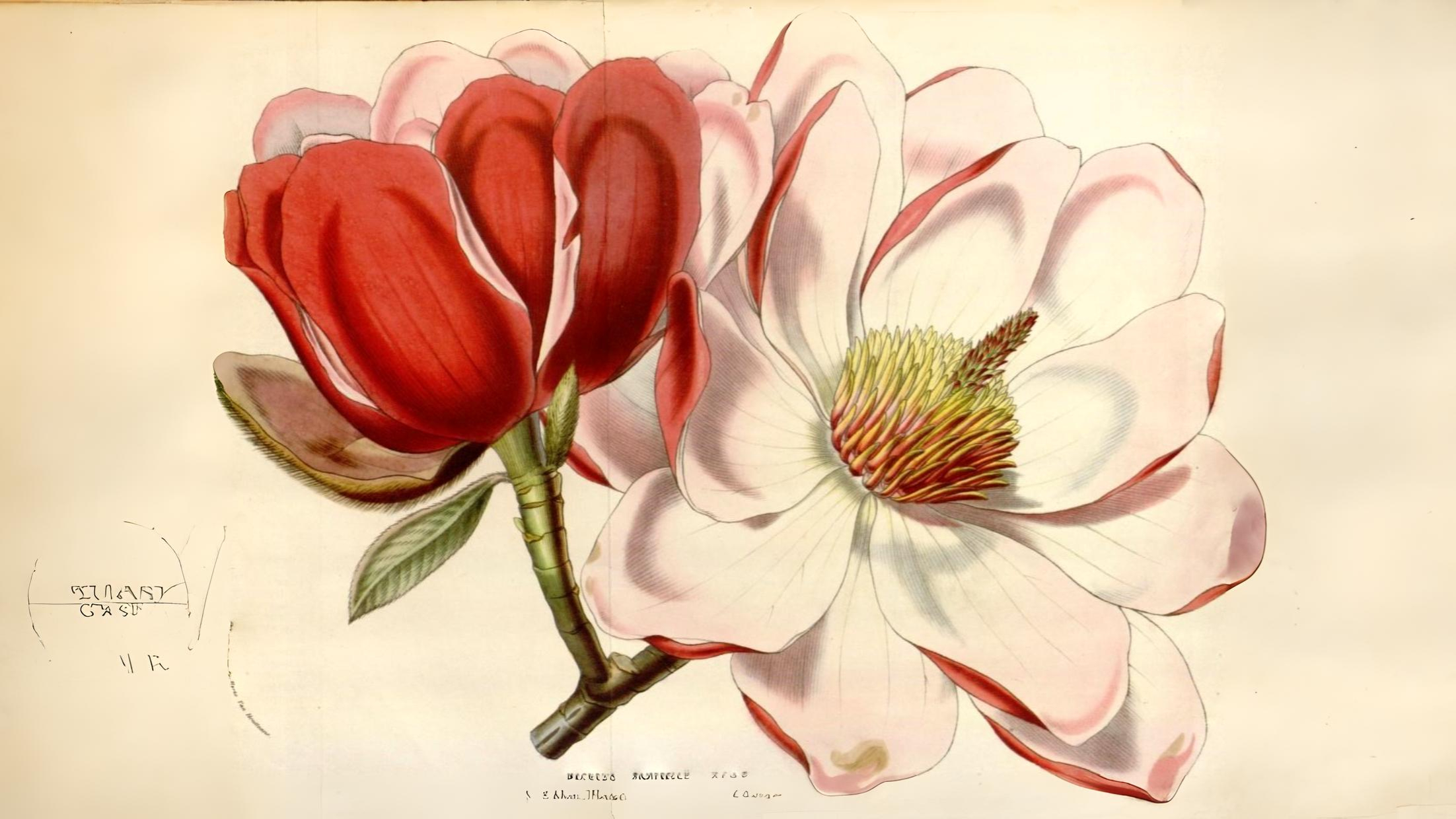 17-Apr London’s Magnolia Magic Section Image
