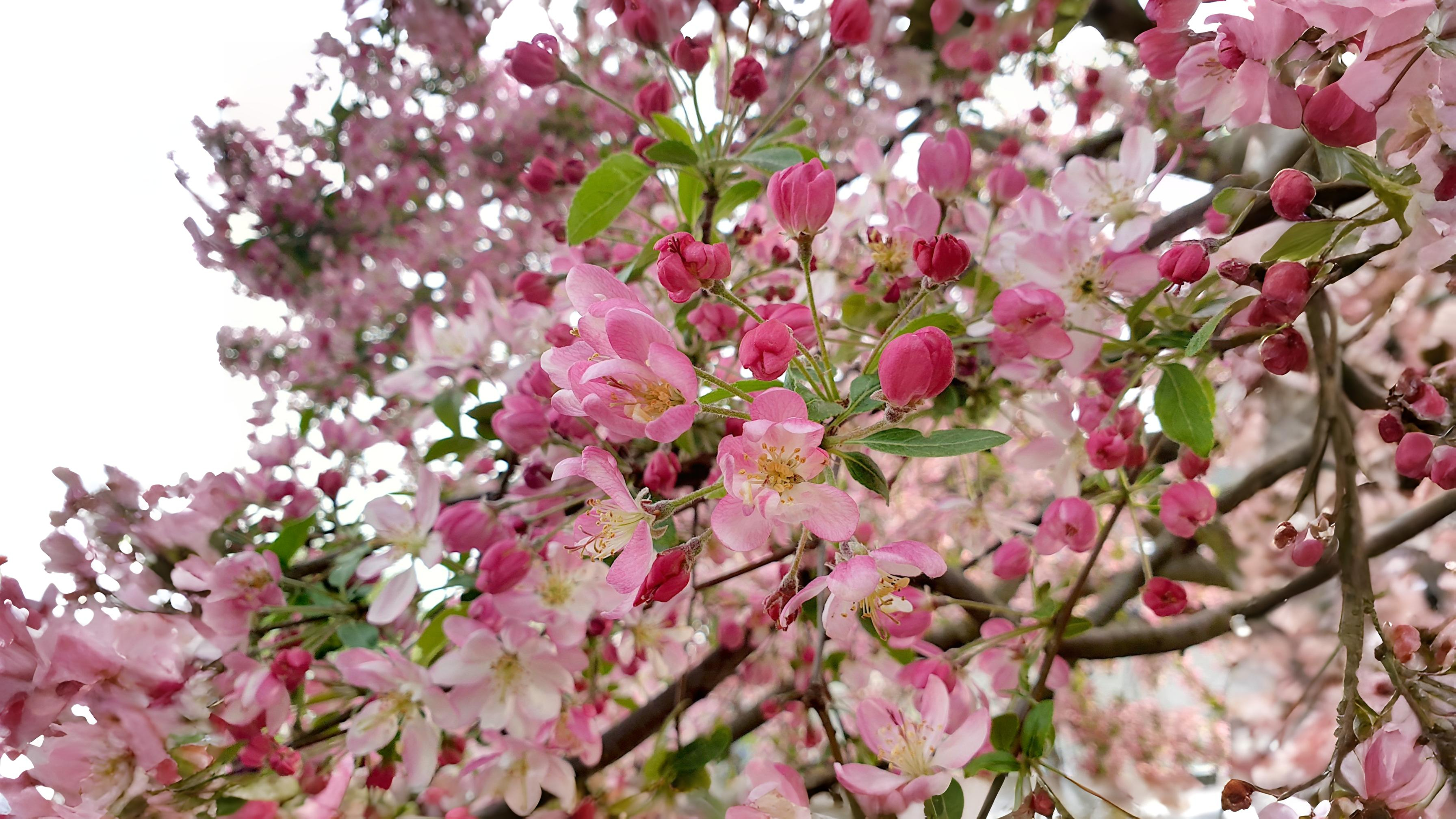 17-Apr London’s Magnolia Magic Section Image