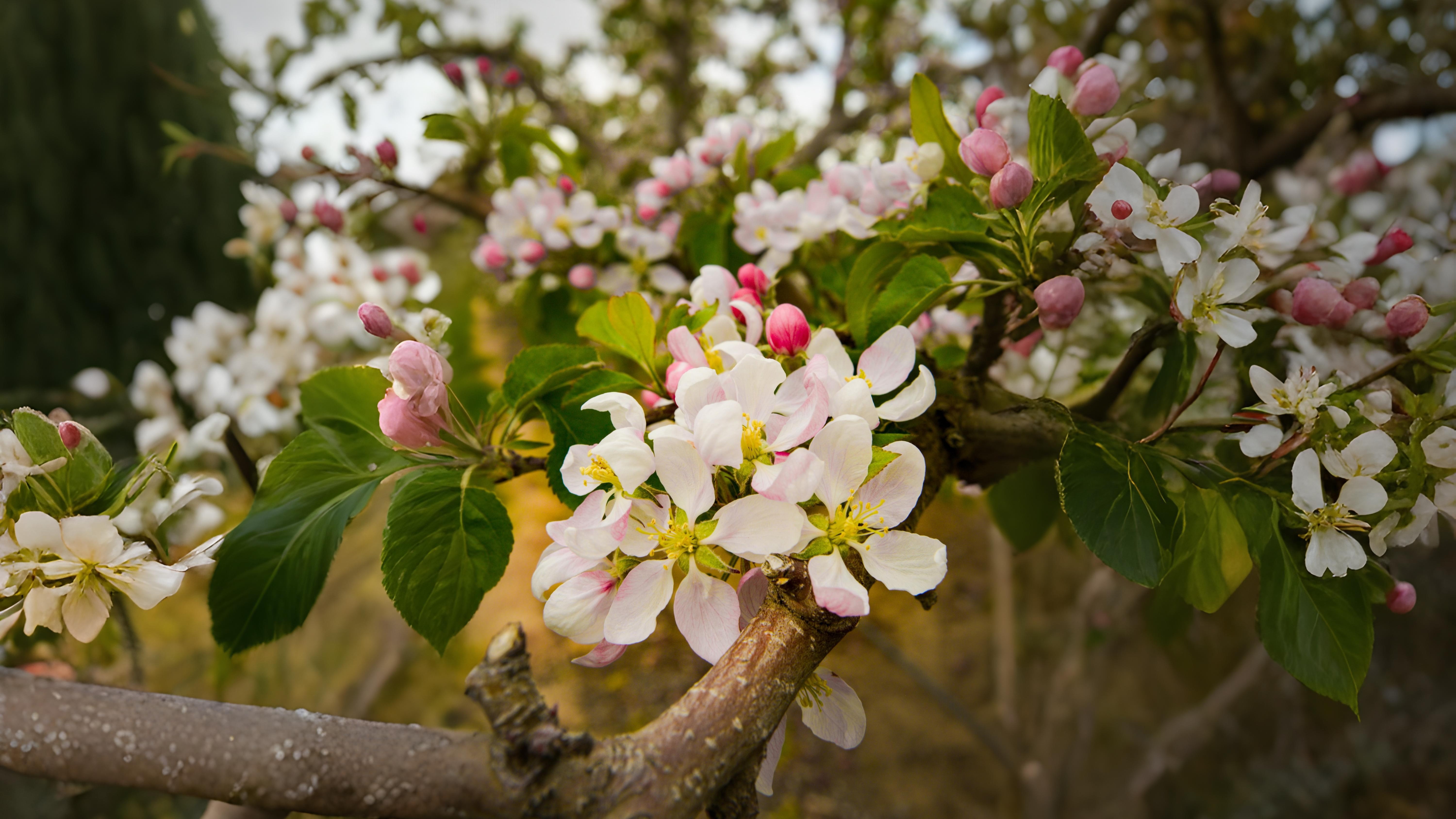 17-Apr London’s Magnolia Magic Section Image