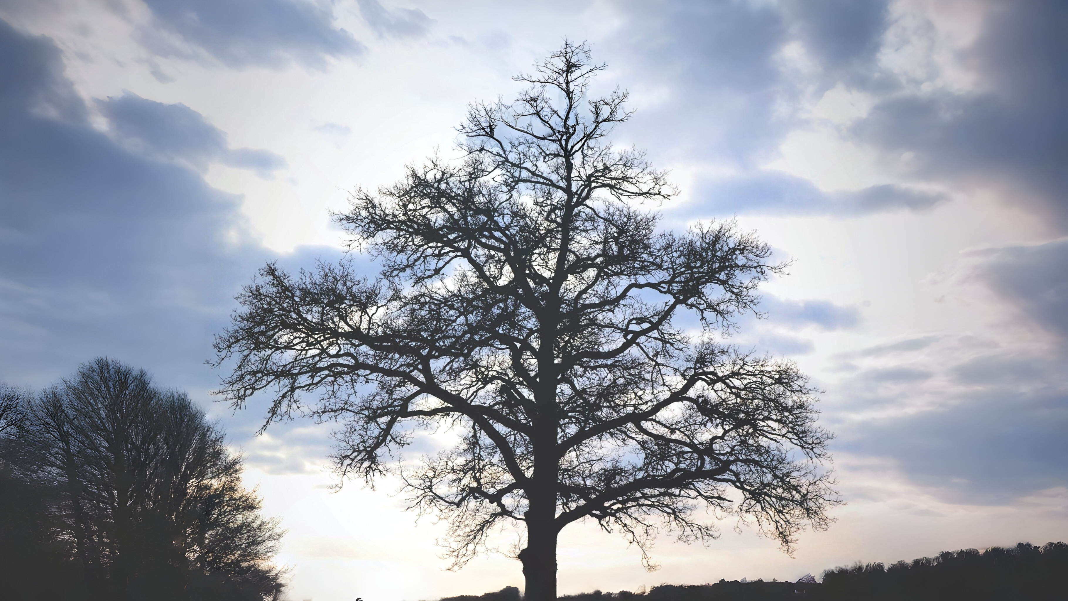17-Jan Beauty of Leafless Trees Section Image