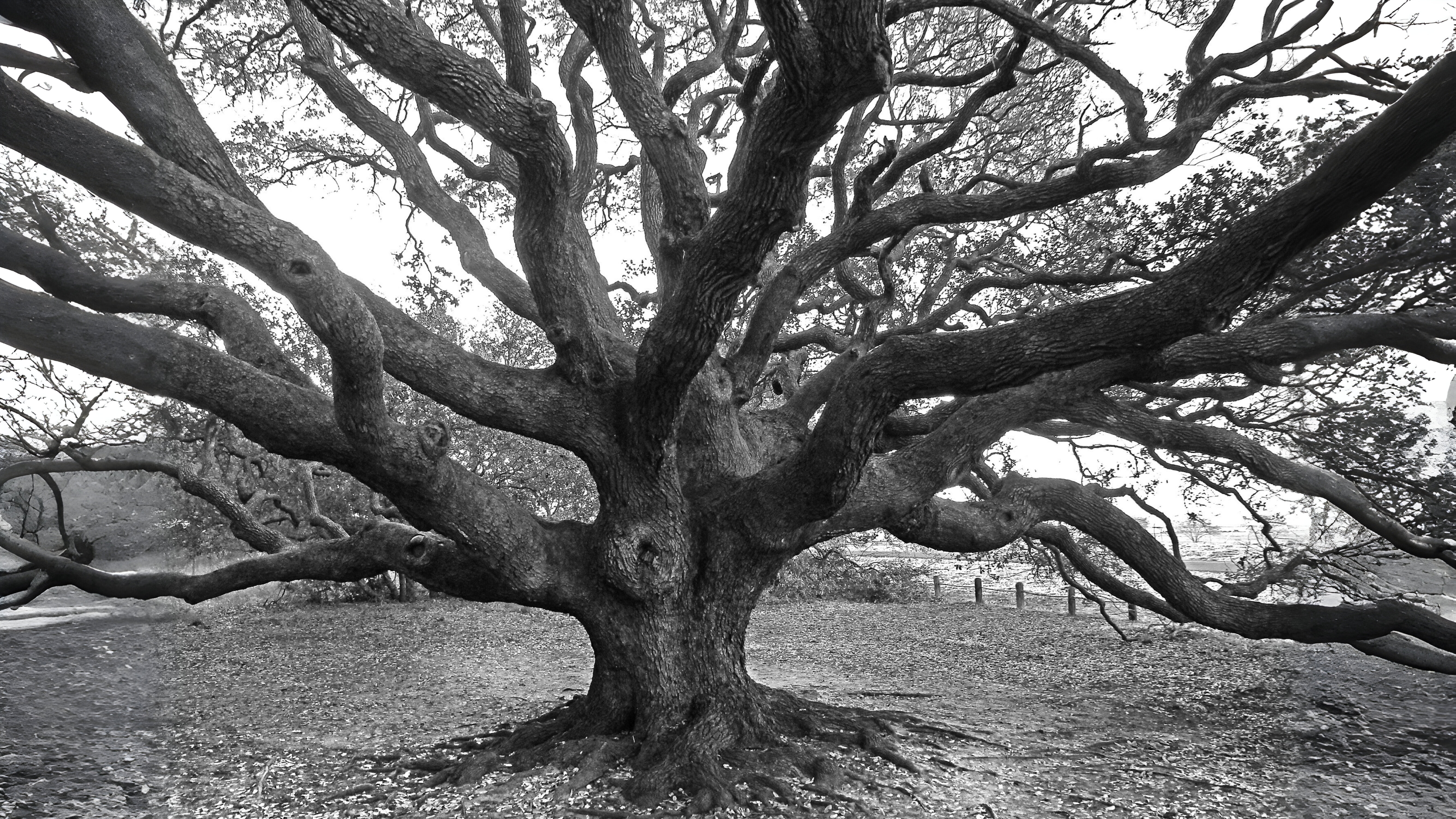 17-Jan Beauty of Leafless Trees Section Image