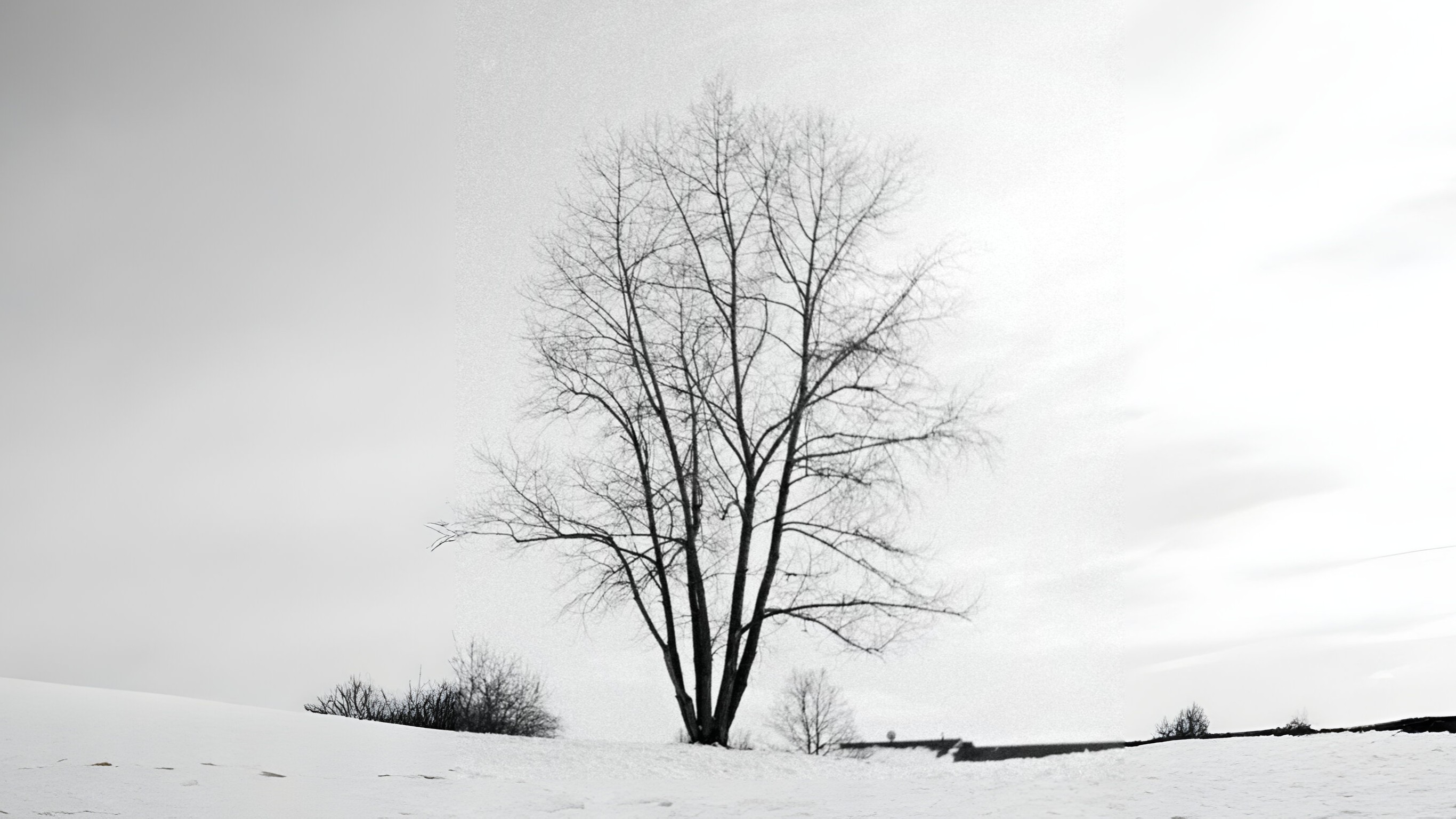 17-Jan Beauty of Leafless Trees Section Image