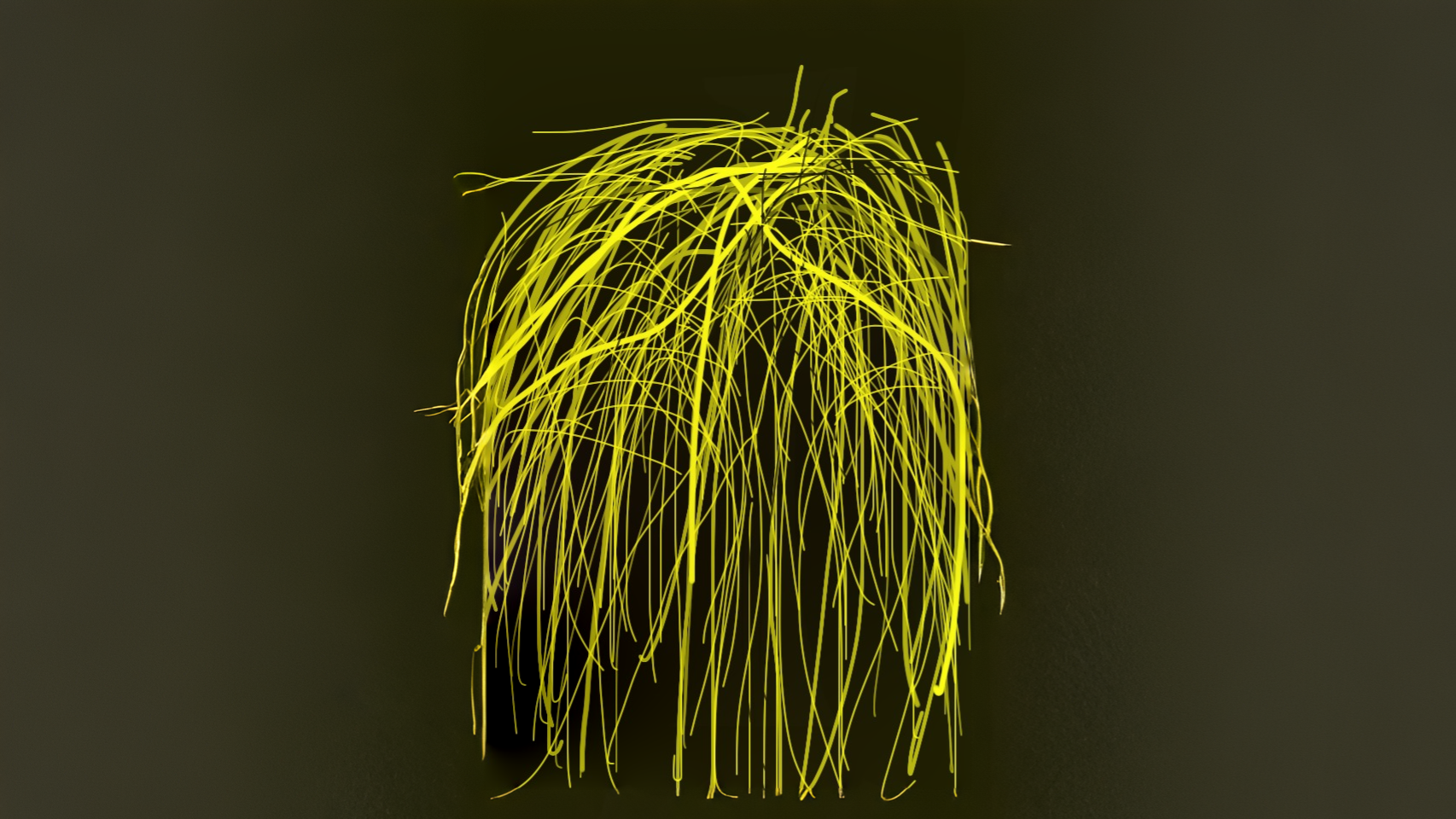 17-Jan Beauty of Leafless Trees Section Image
