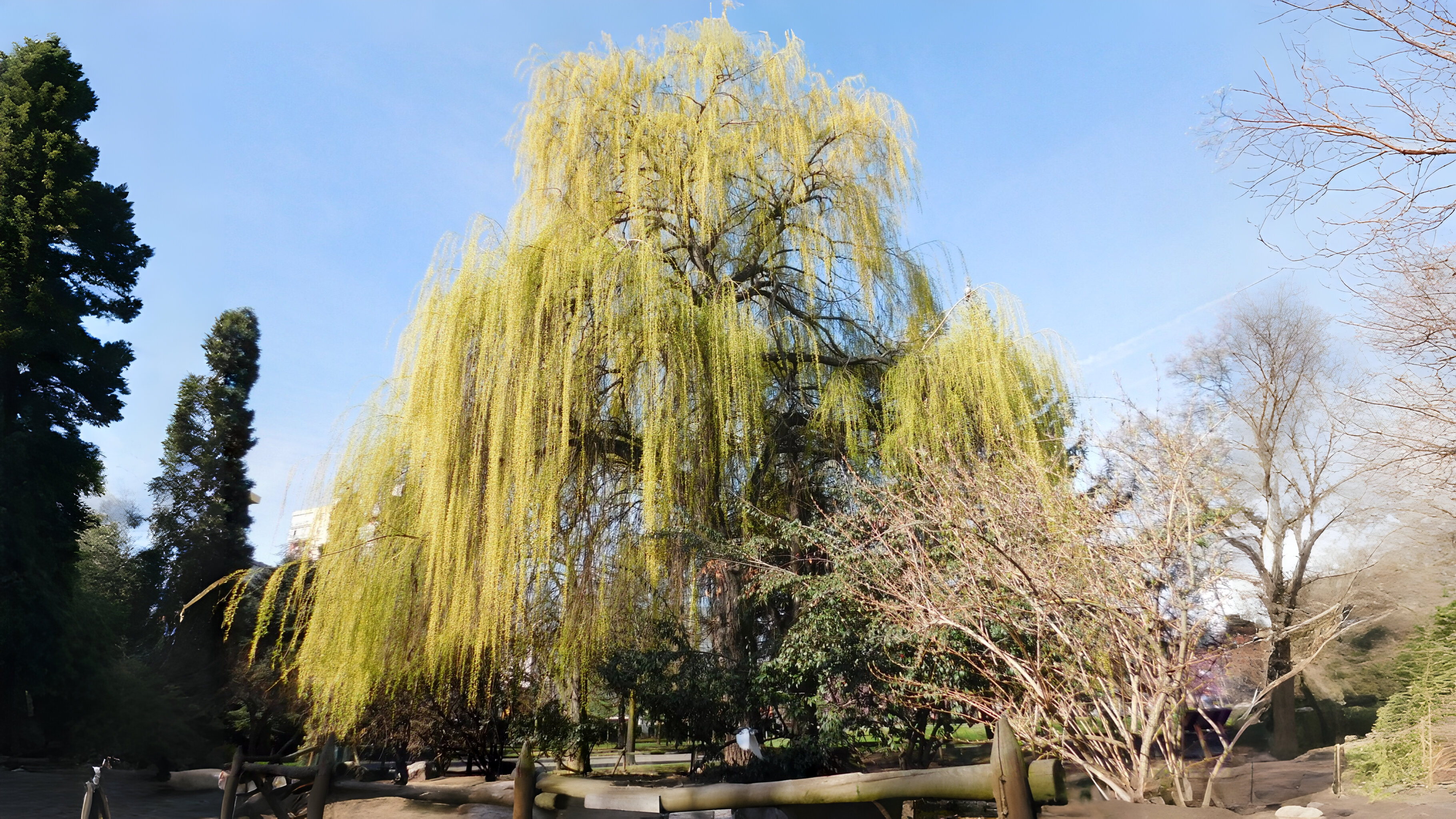 17-Jan Beauty of Leafless Trees Section Image