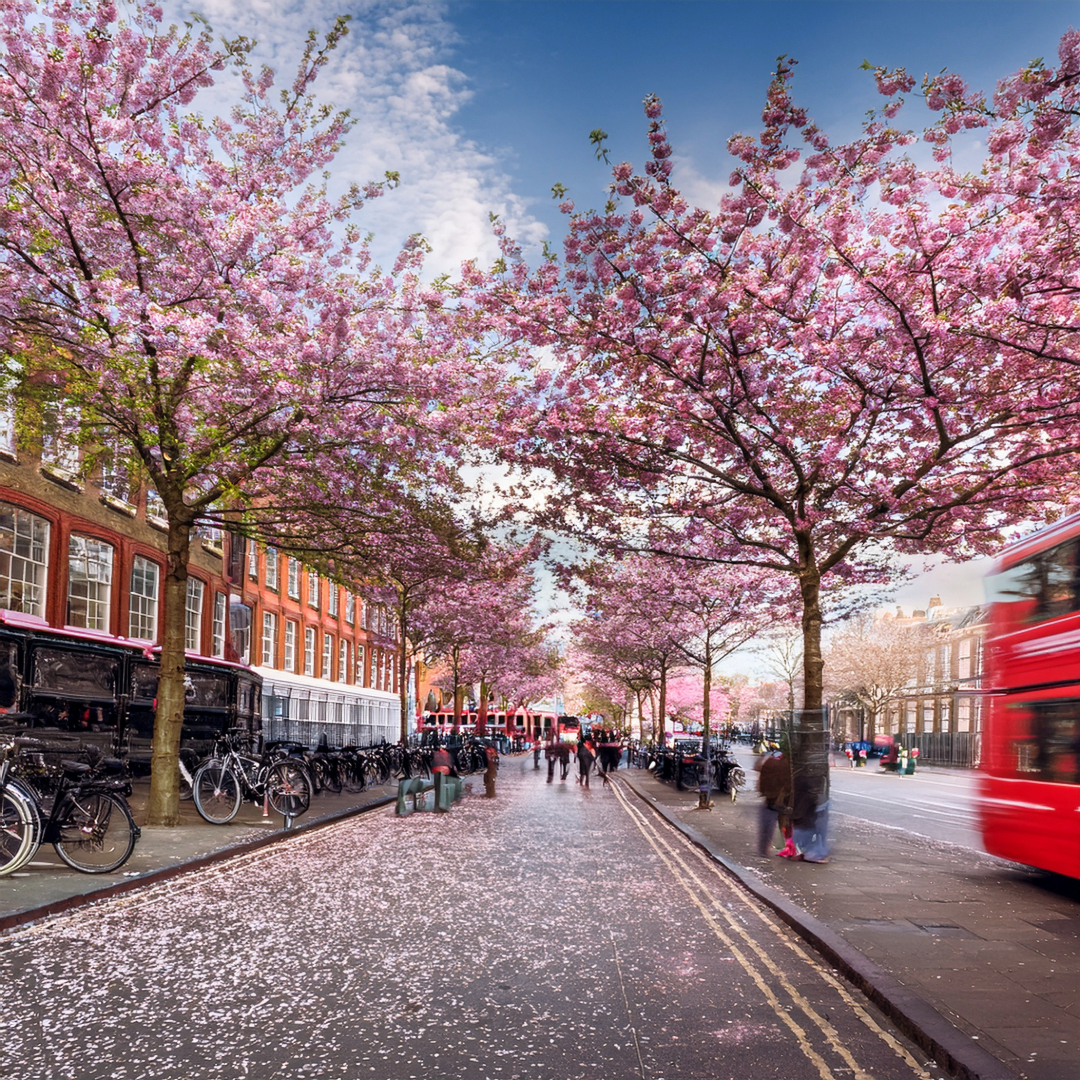 18-Apr London’s Cherry Blossom Dream
