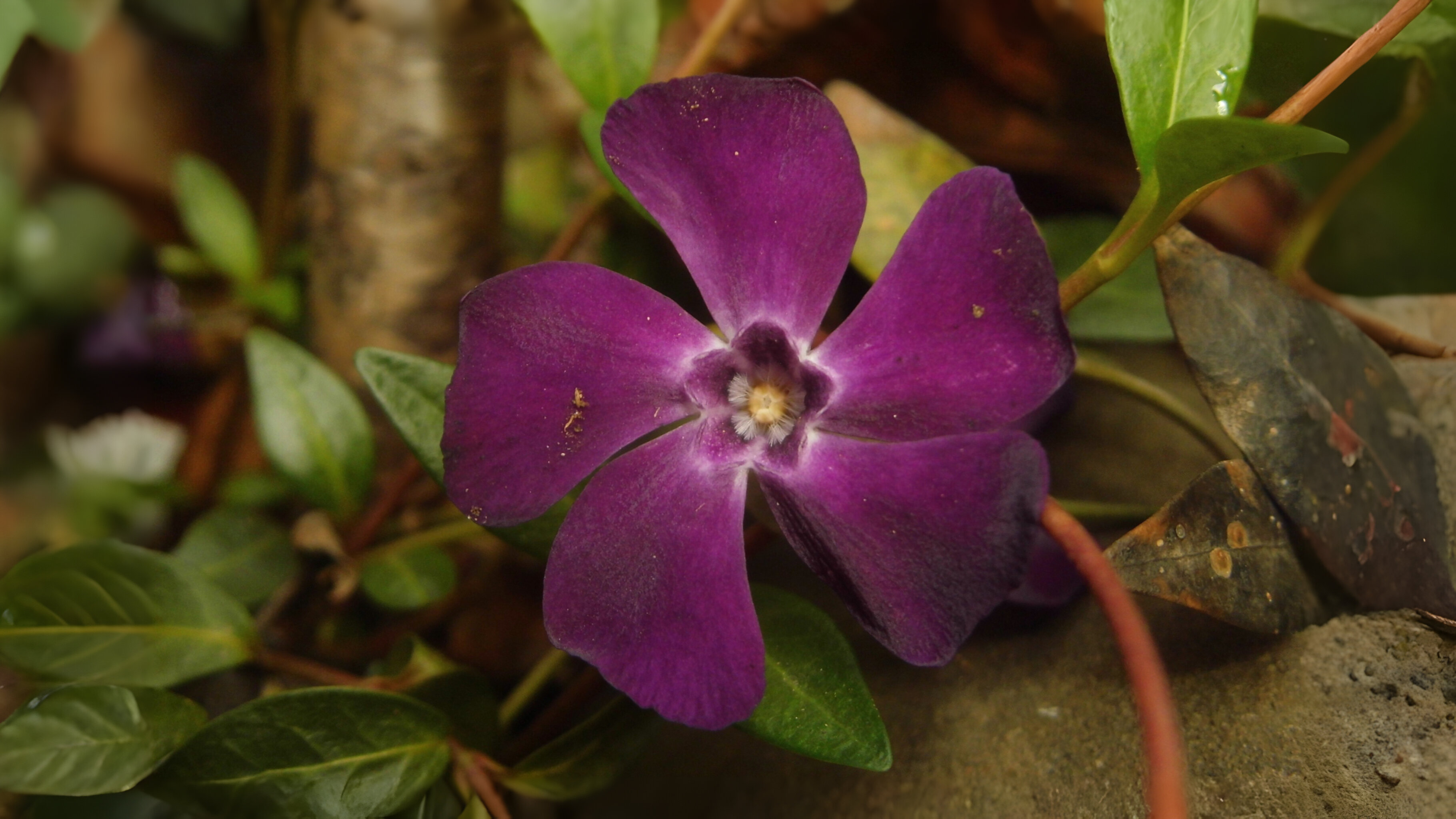 18-Mar Wildflower Wonders Section Image