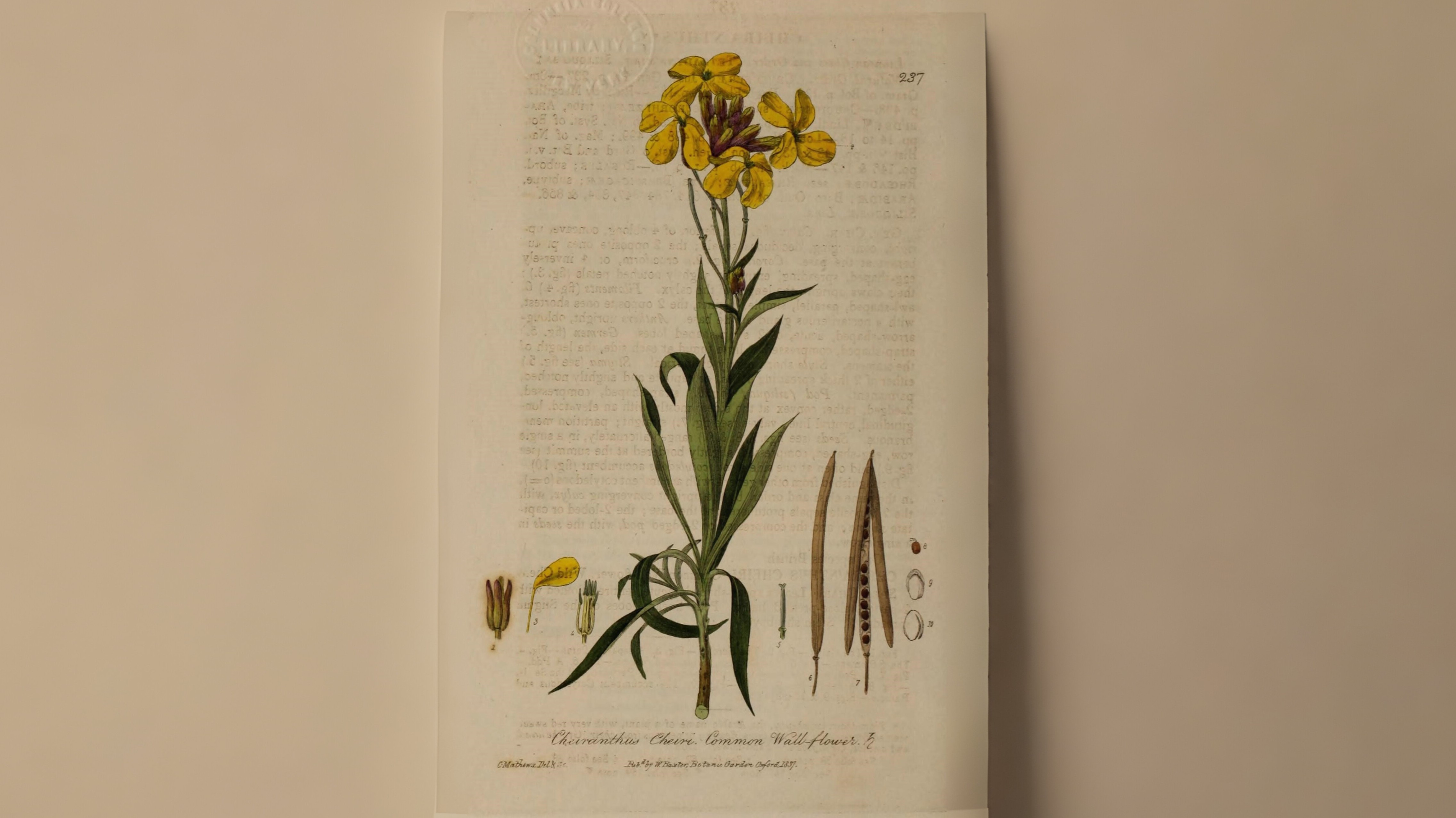 18-Mar Wildflower Wonders Section Image