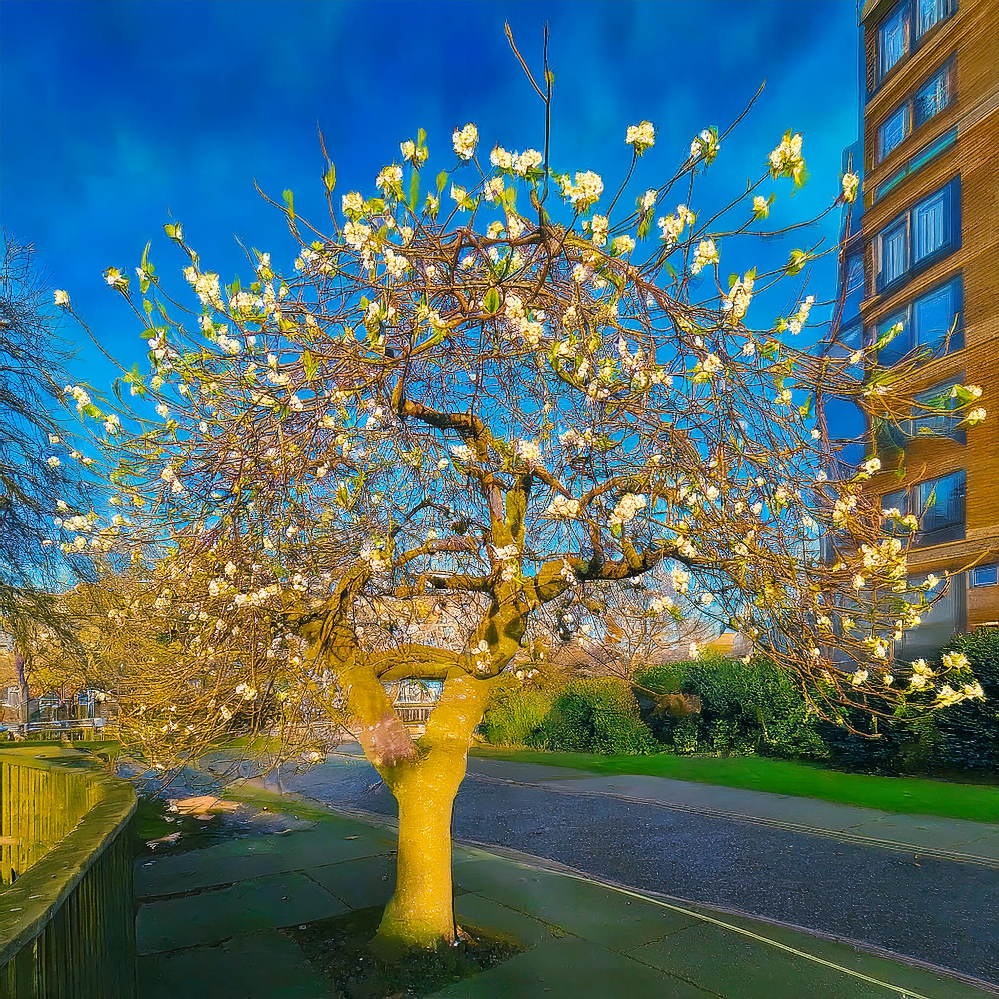 18-Jan Trees That Brave The Winter