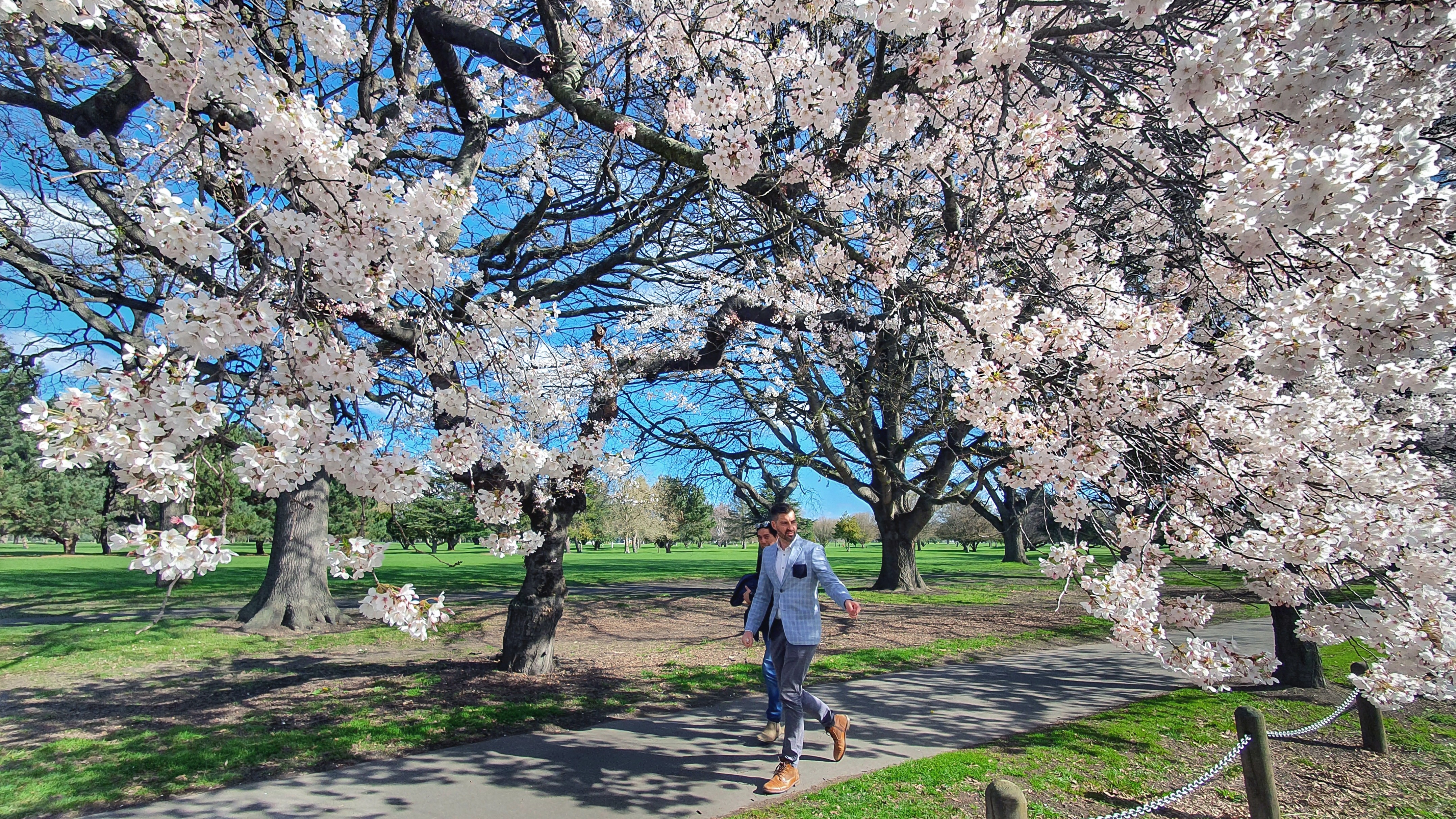 18-Apr London’s Cherry Blossom Dream Section Image