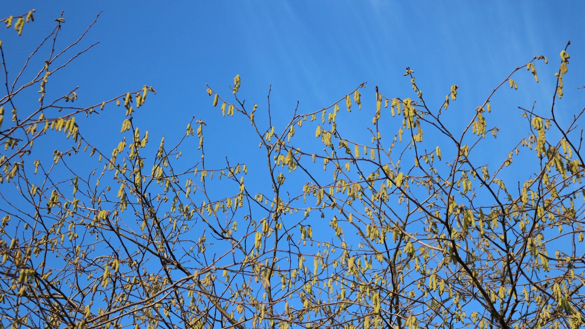 18-Feb Catkins Nature's Spring Signals Section Image