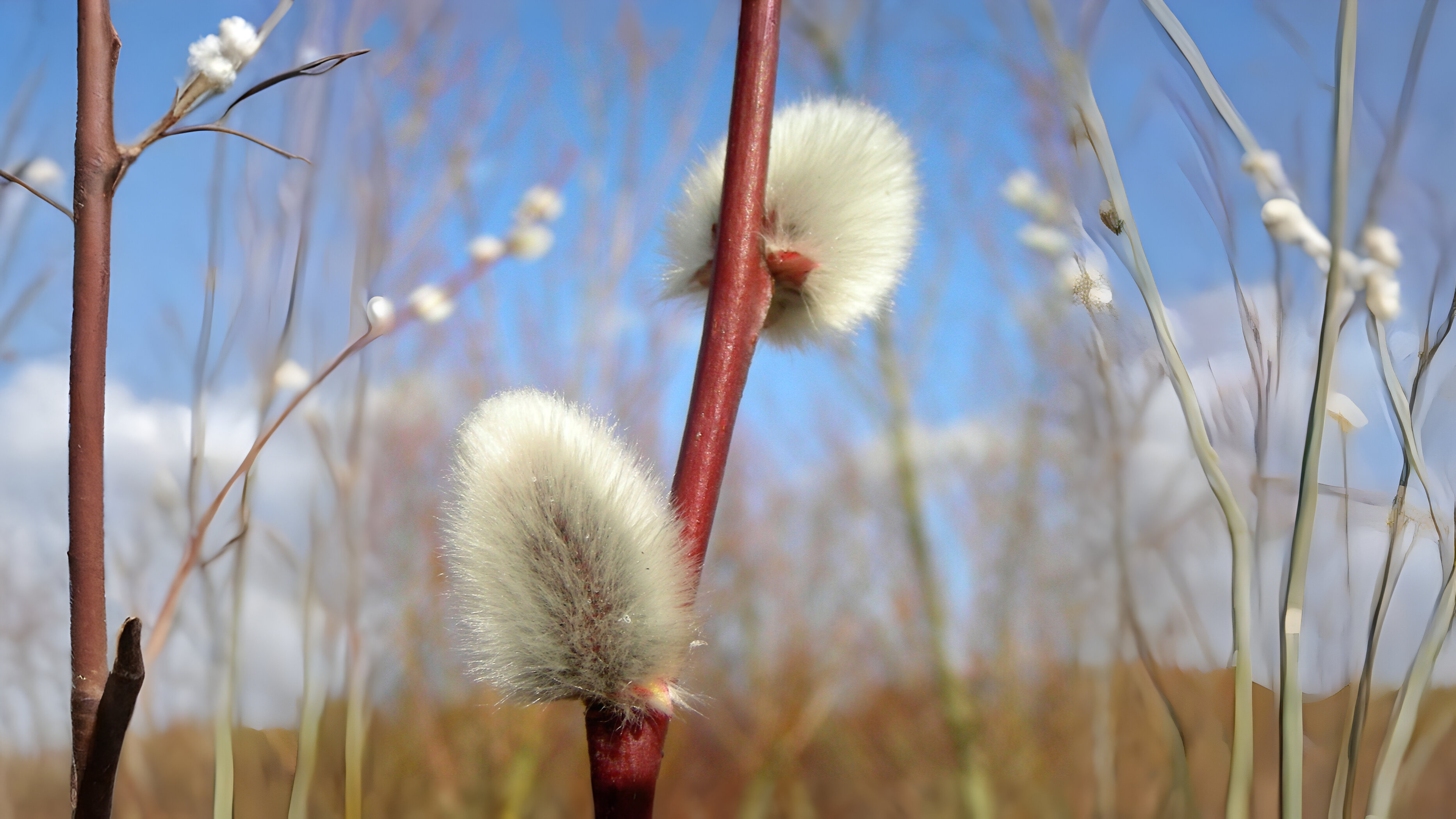 18-Feb Catkins Nature's Spring Signals Section Image