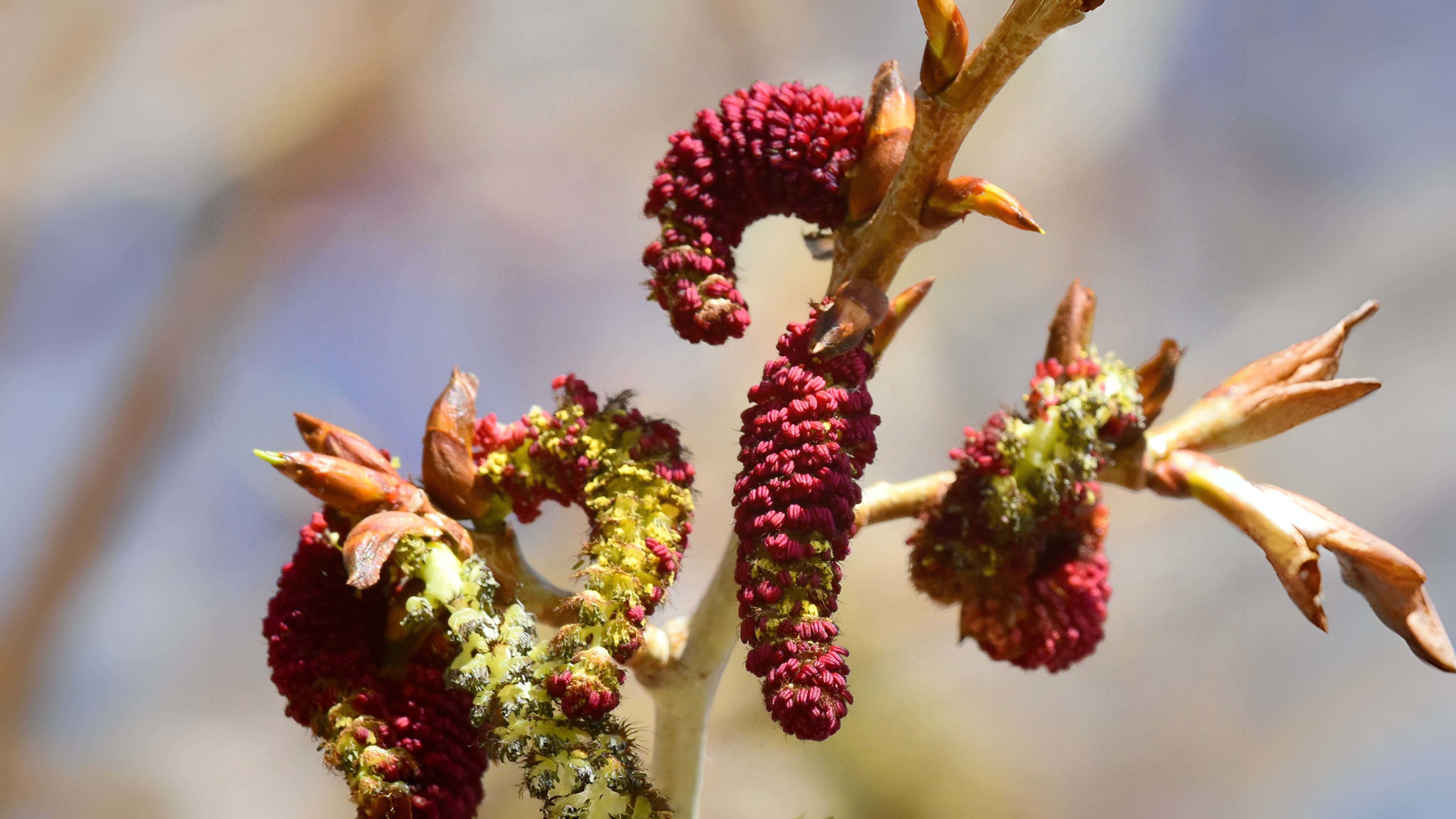 18-Feb Catkins Nature's Spring Signals Section Image