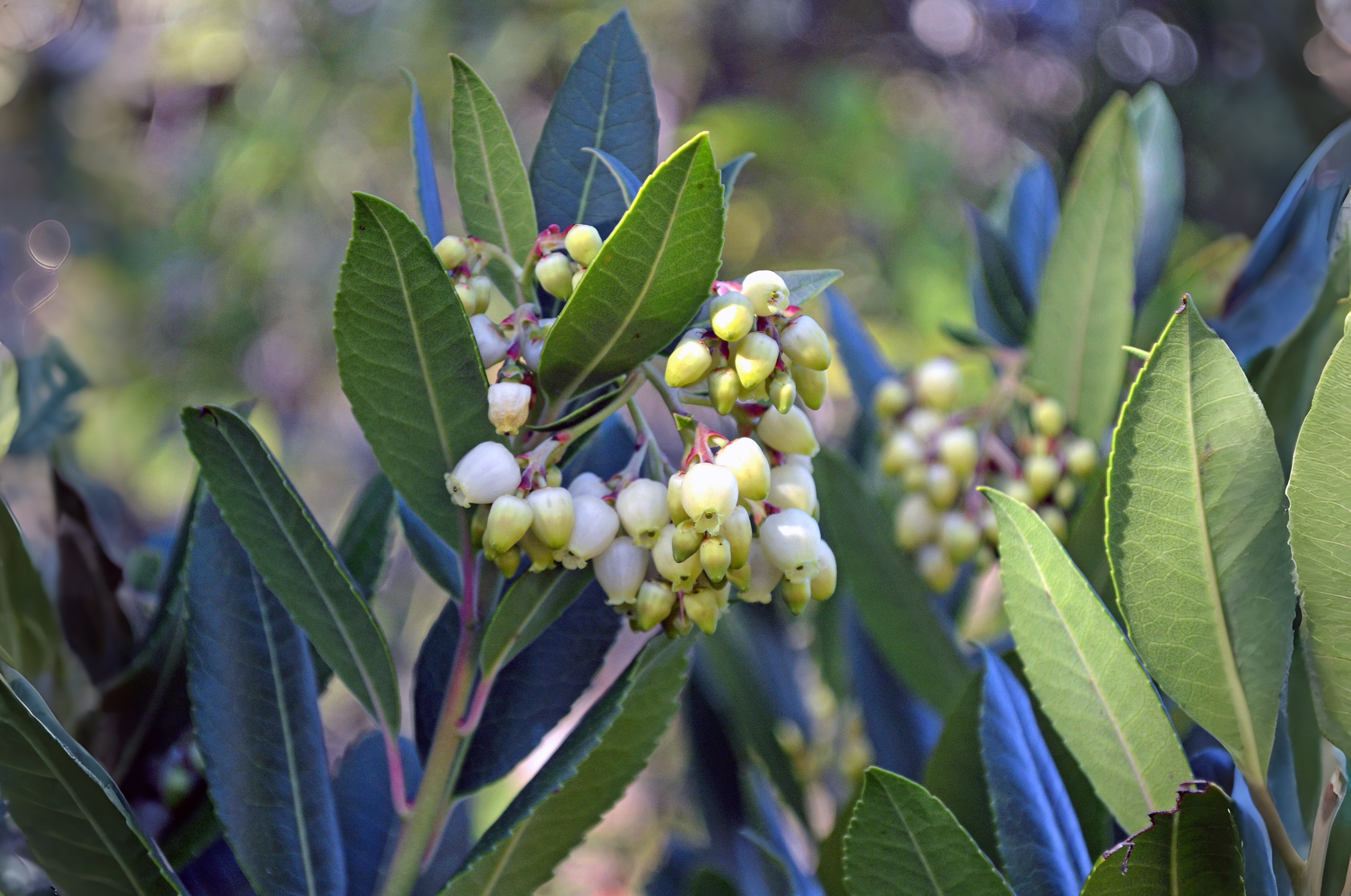 18-Jan Trees That Brave The Winter Section Image