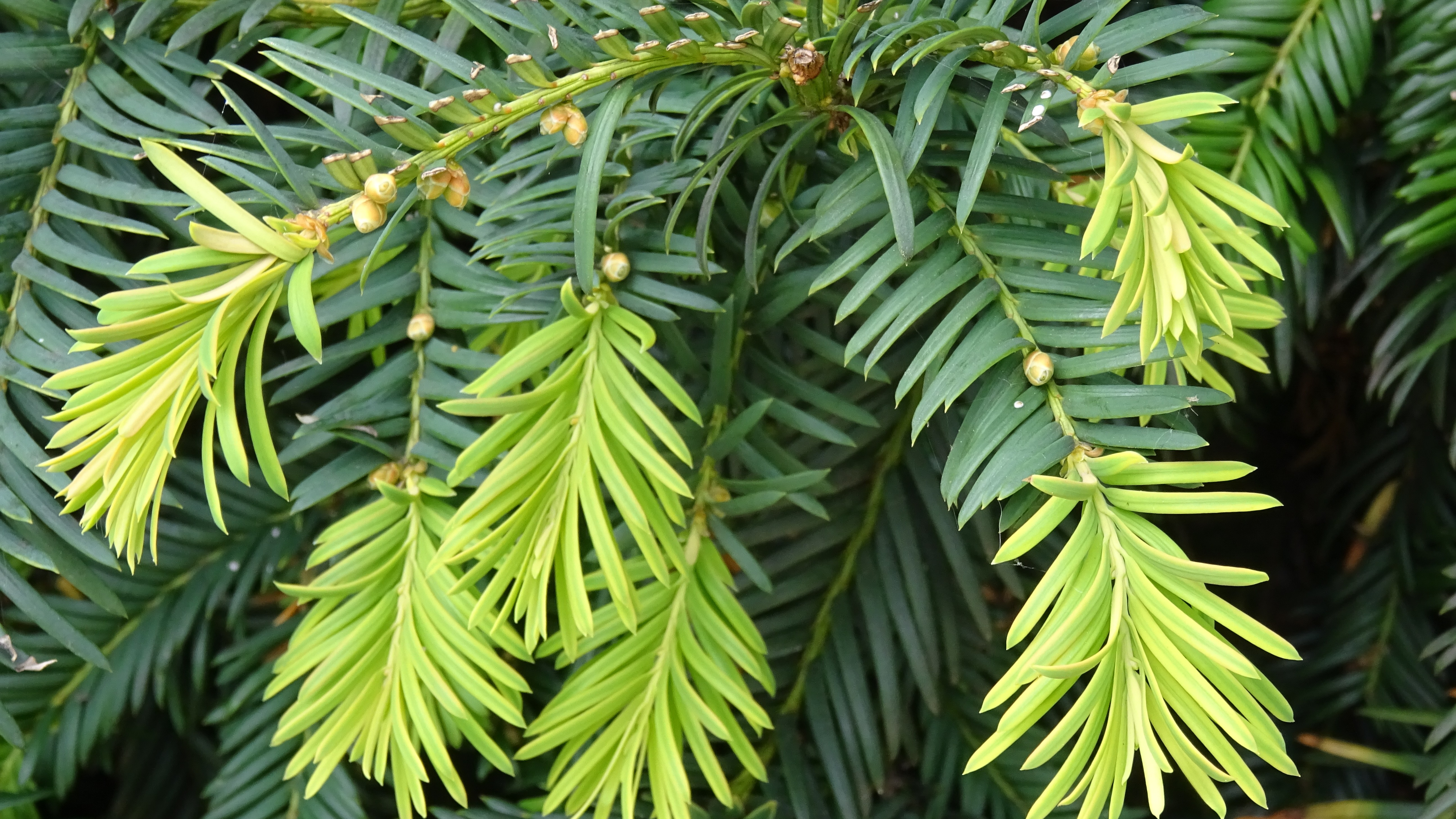 18-Jan Trees That Brave The Winter Section Image