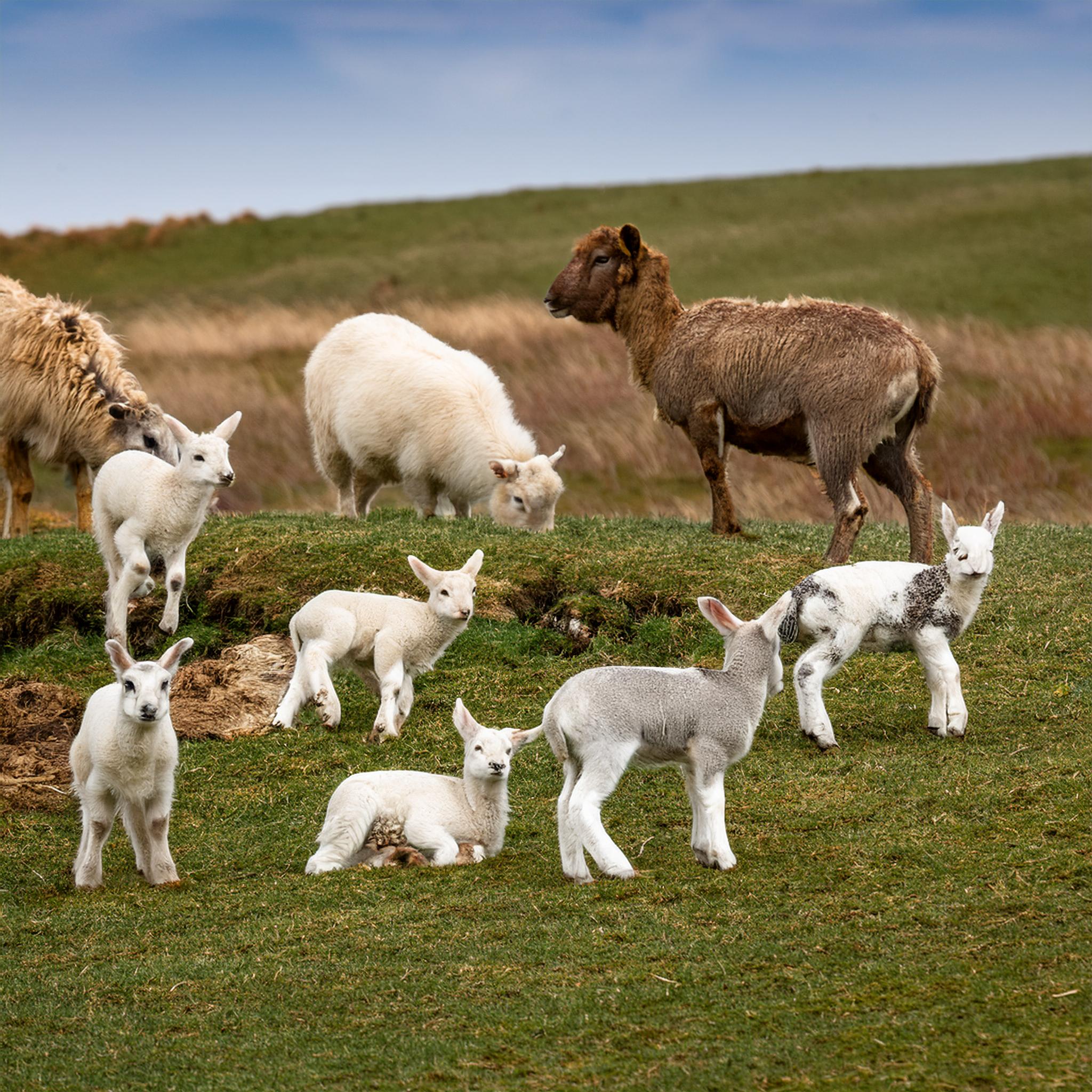 19-Feb First Mammal Births of the Year