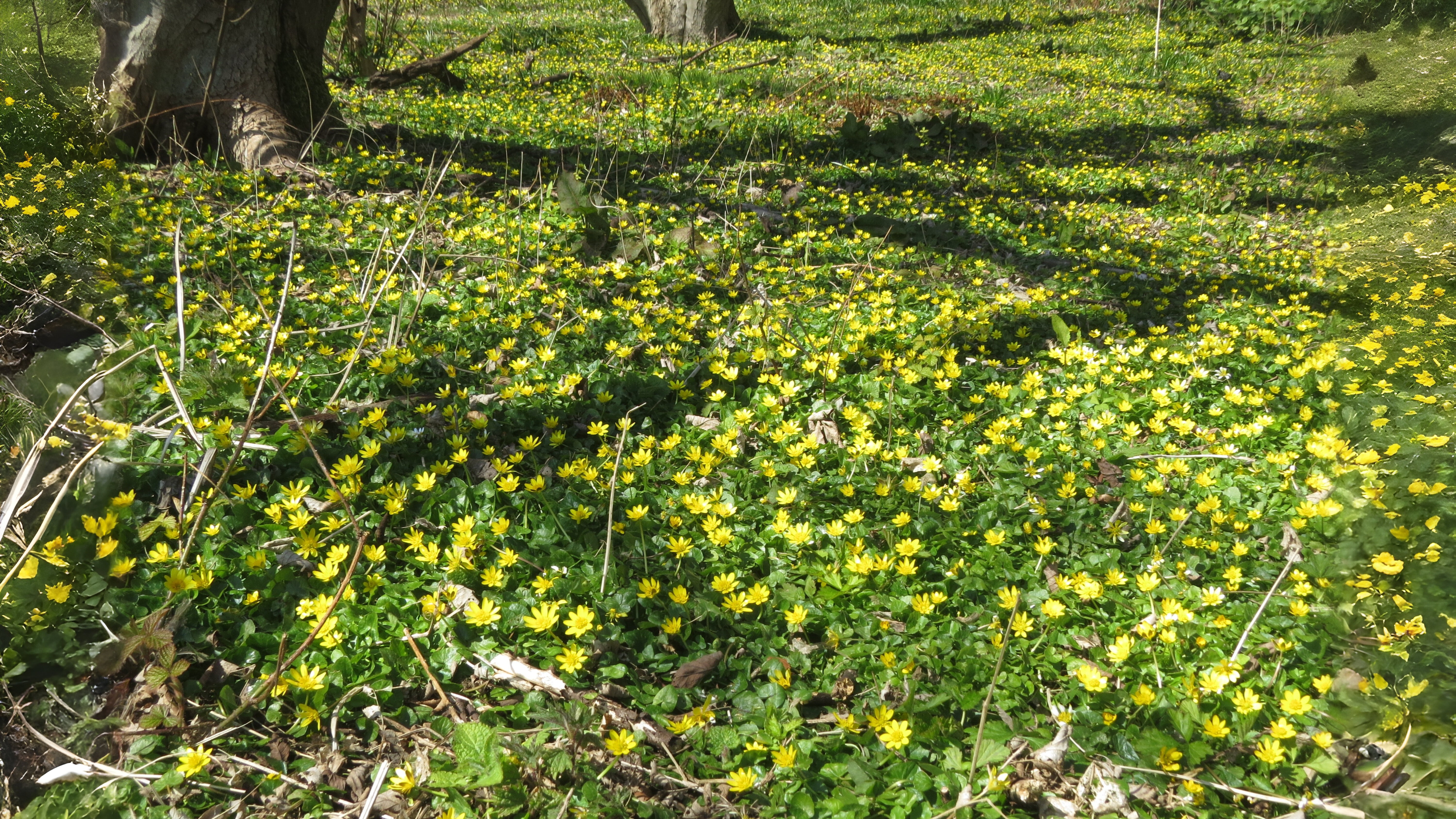 19-Mar Celandines & Violets Section Image