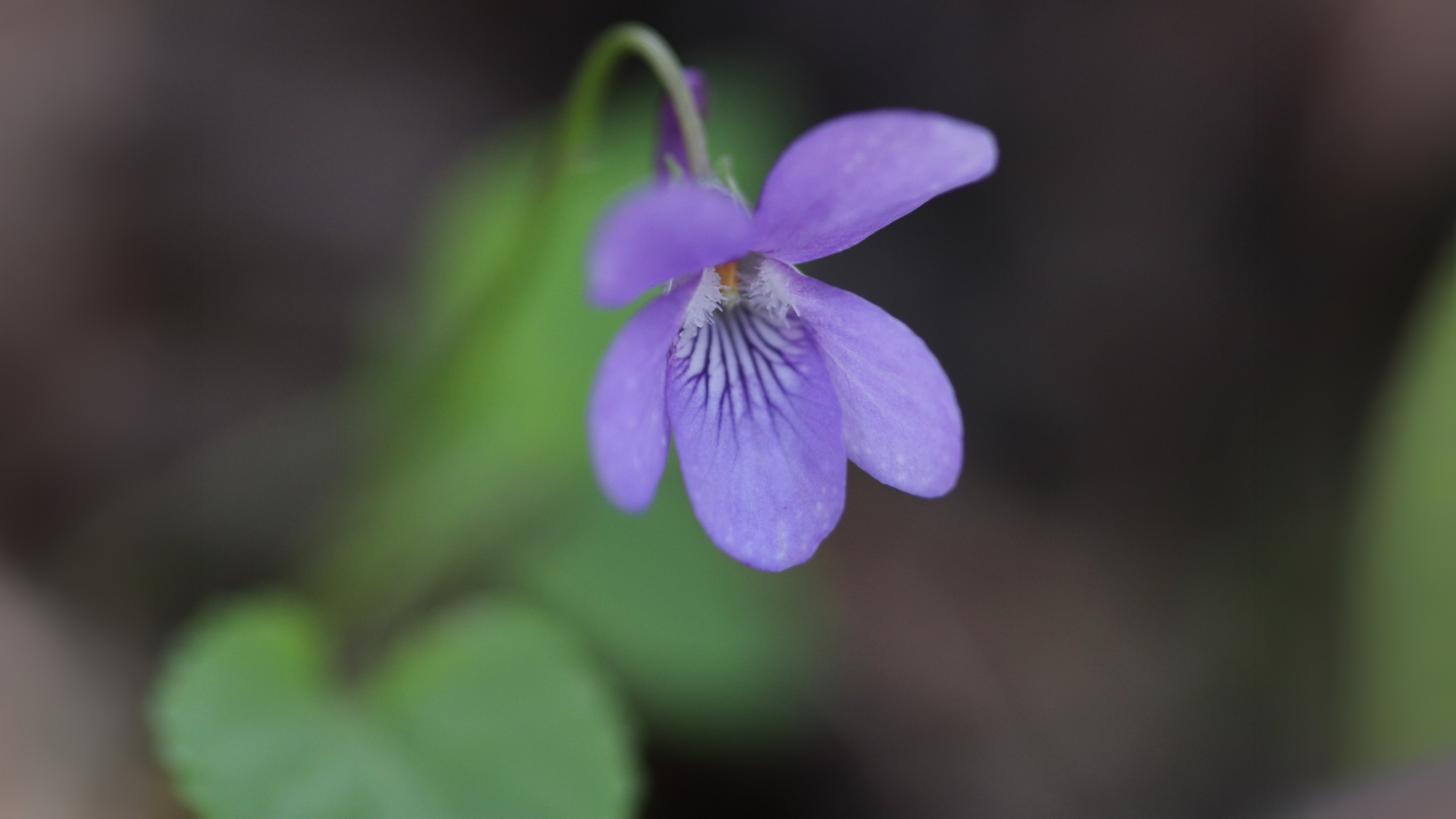 19-Mar Celandines & Violets Section Image