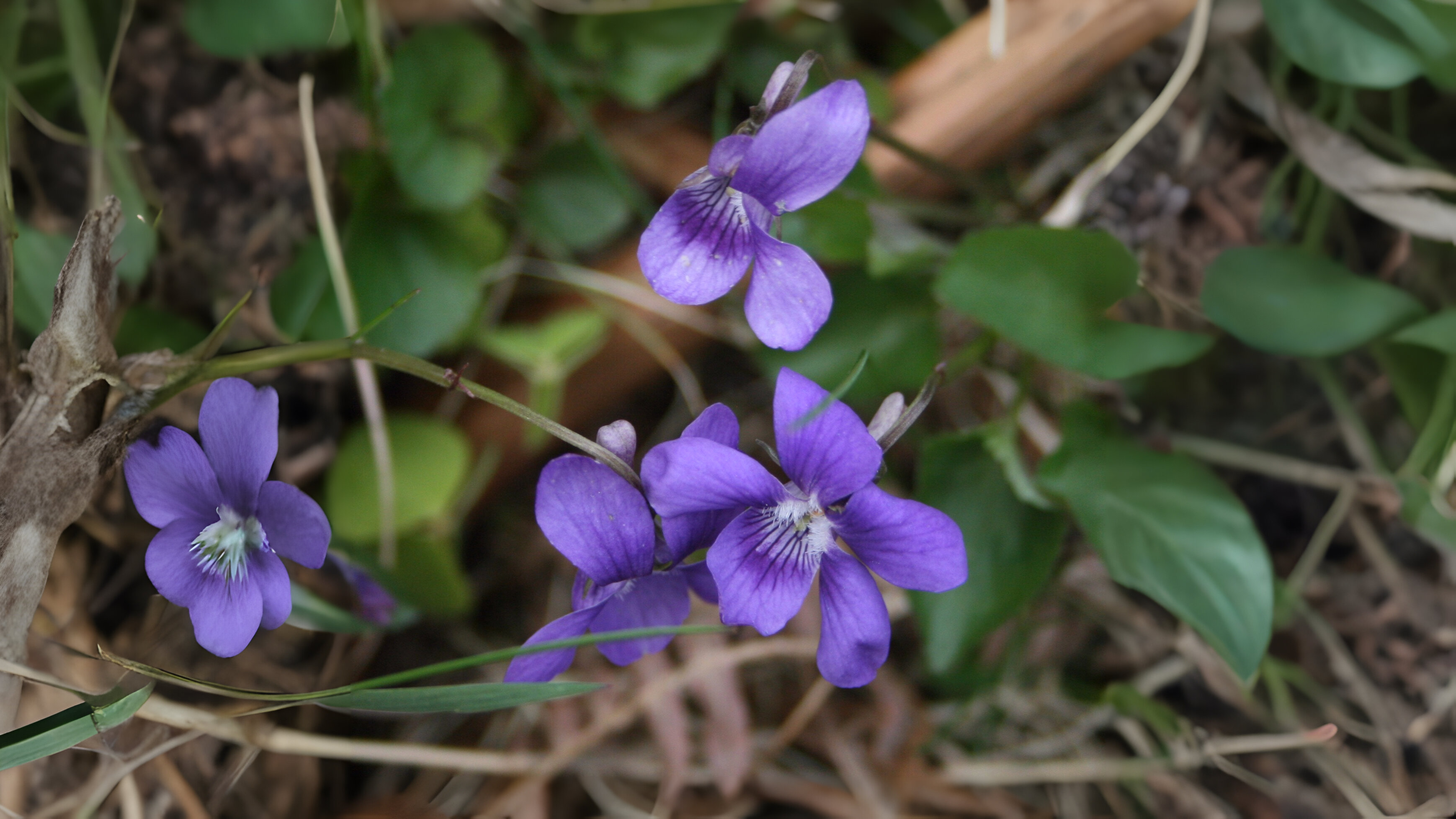 19-Mar Celandines & Violets Section Image