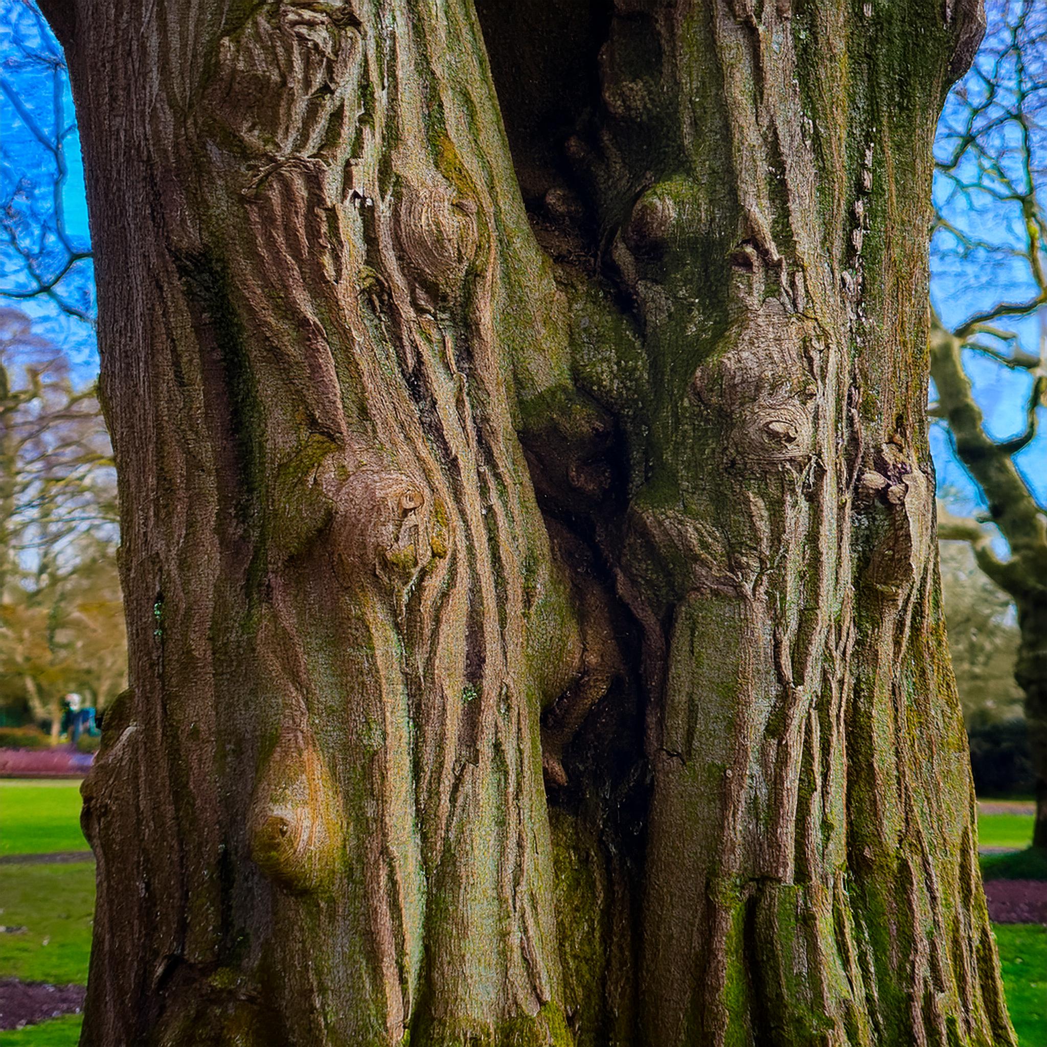 19-Jan Winter Tree Barks