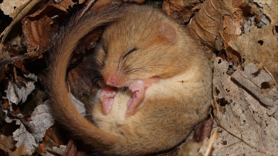 19-Feb First Mammal Births of the Year Section Image