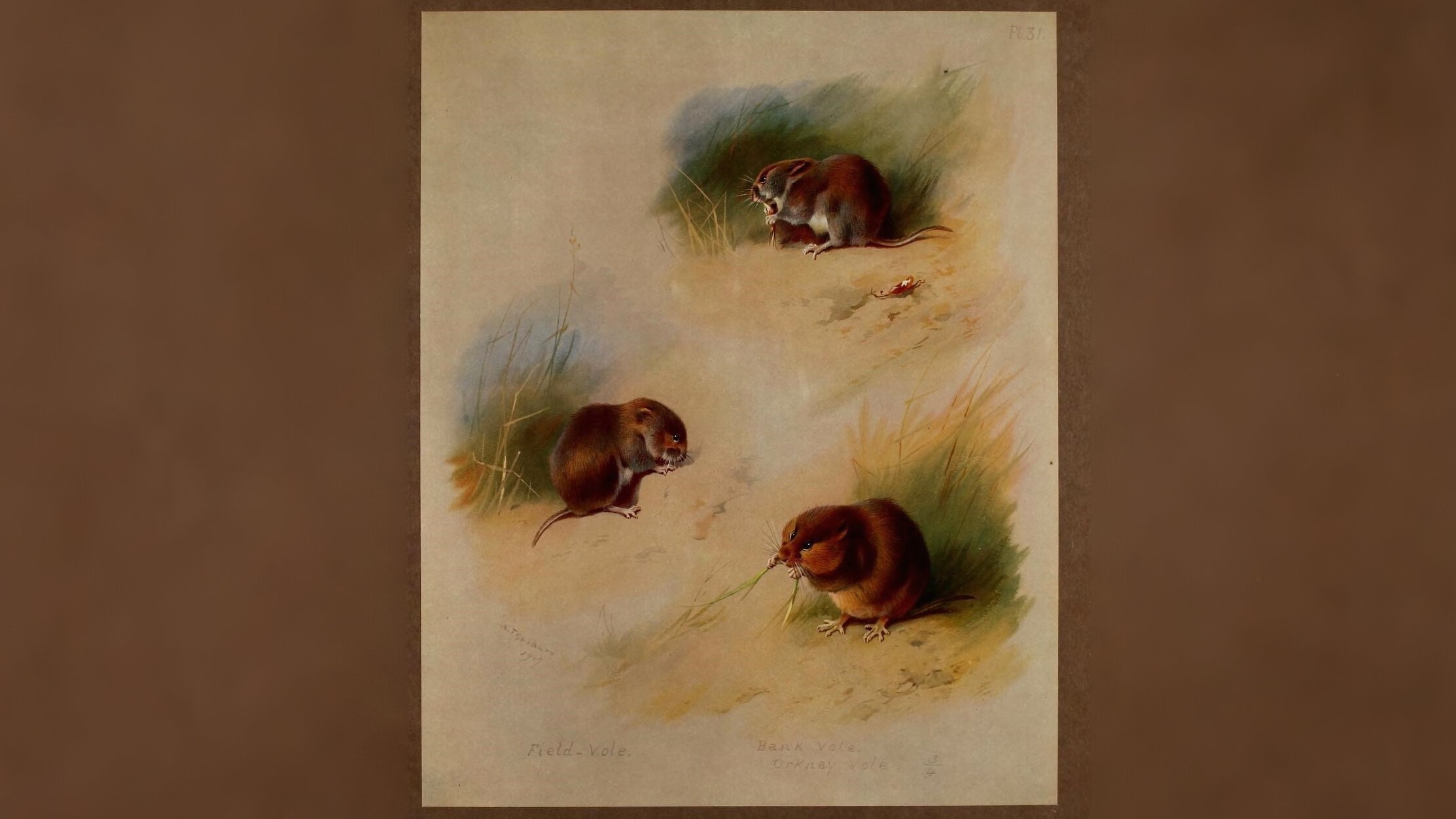 19-Feb First Mammal Births of the Year Section Image