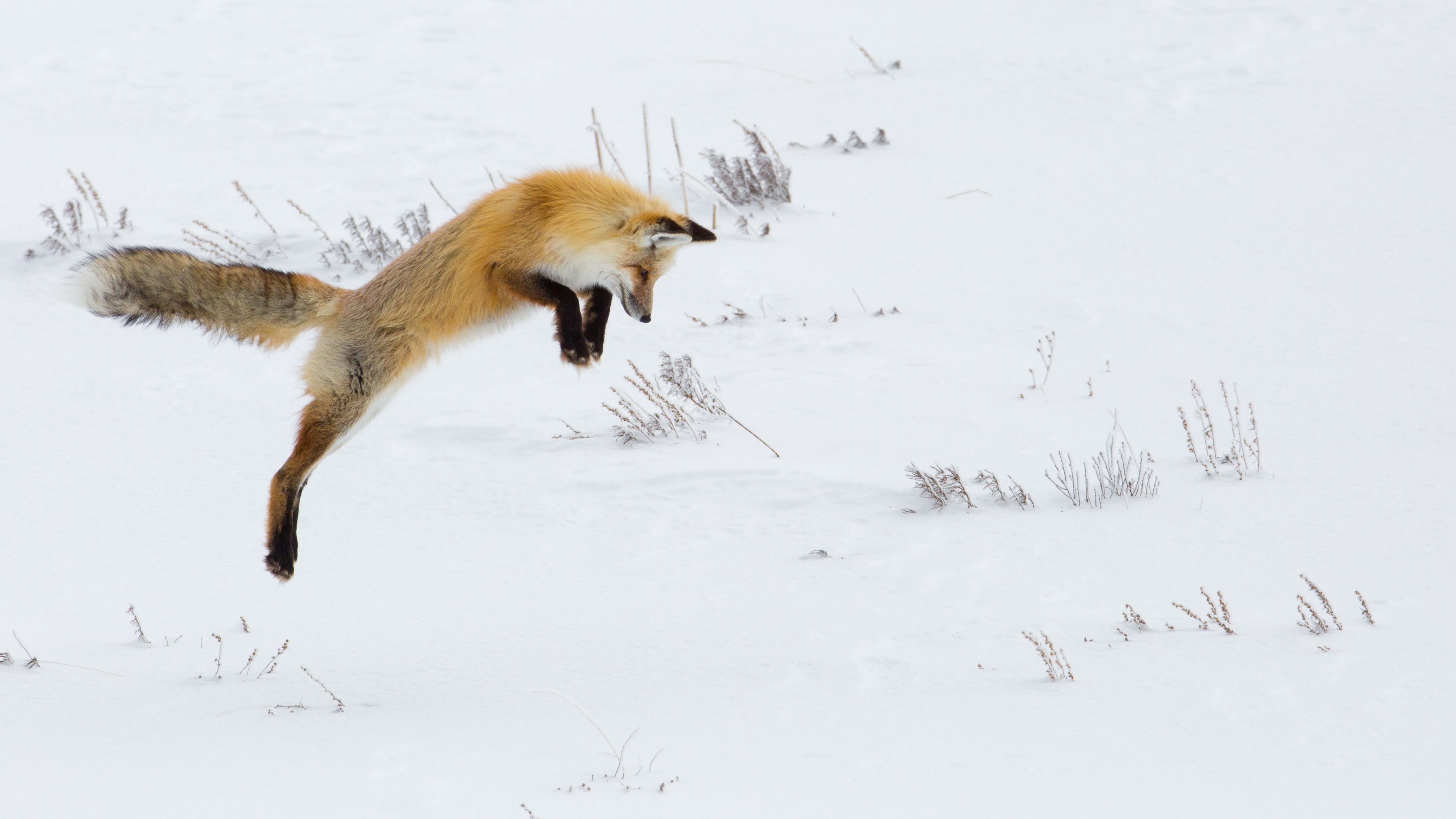 19-Feb First Mammal Births of the Year Section Image