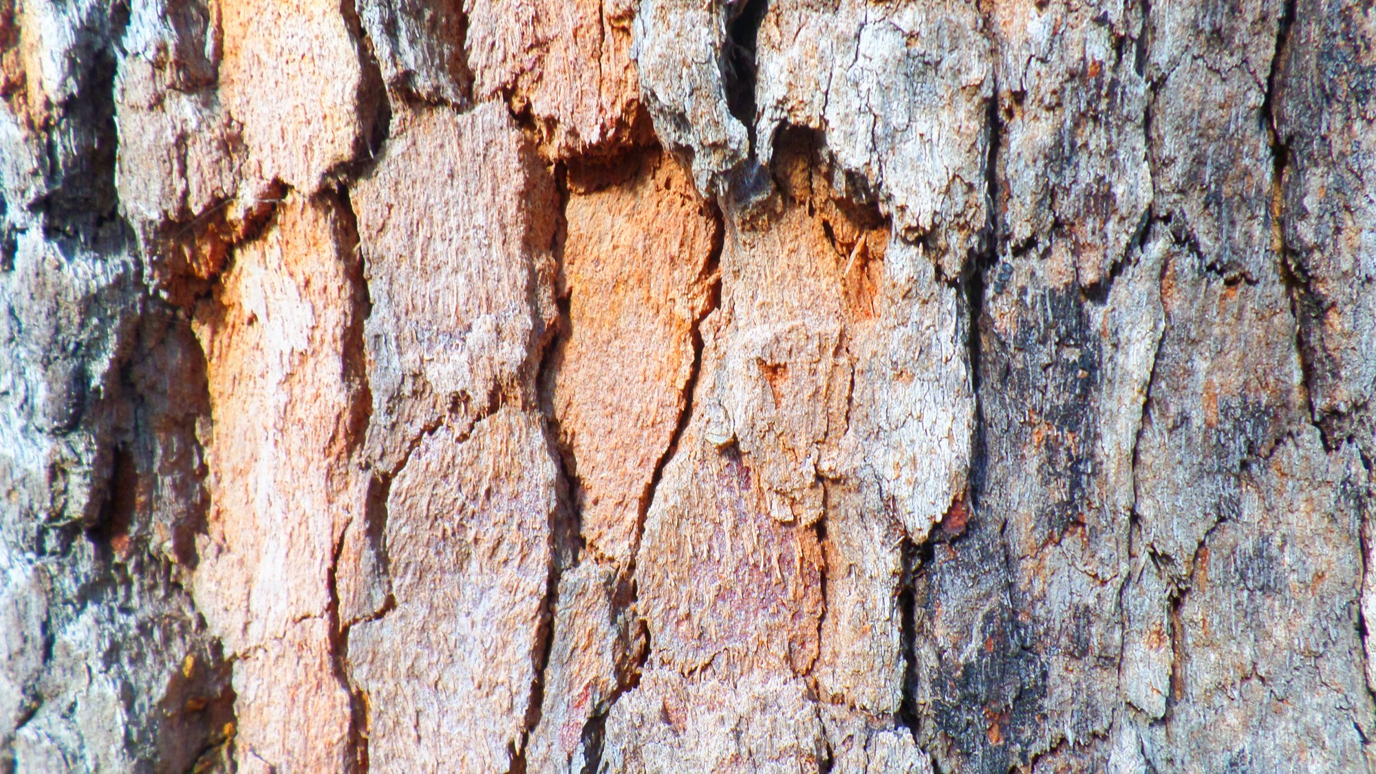 19-Jan Winter Tree Barks Section Image
