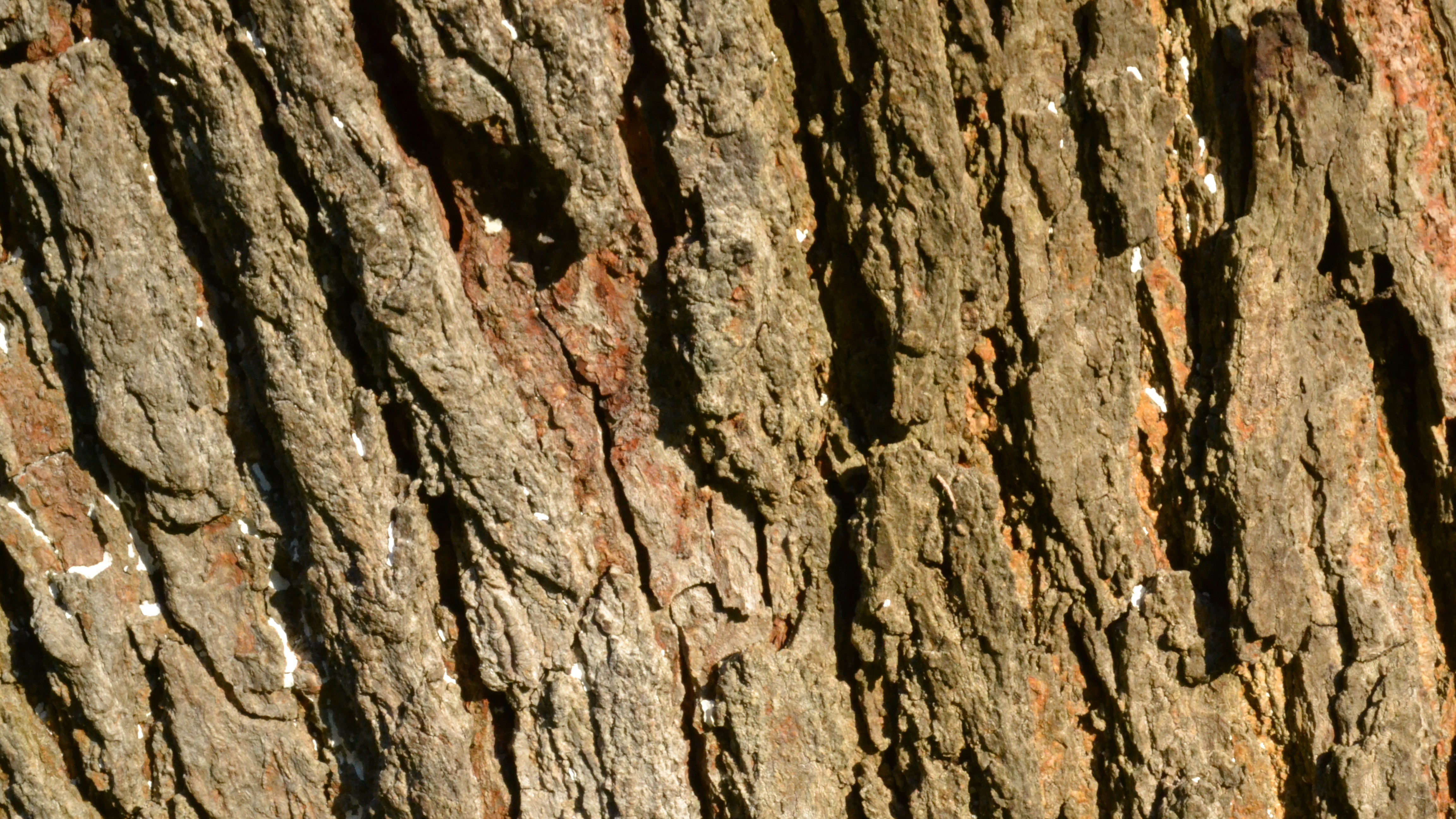 19-Jan Winter Tree Barks Section Image