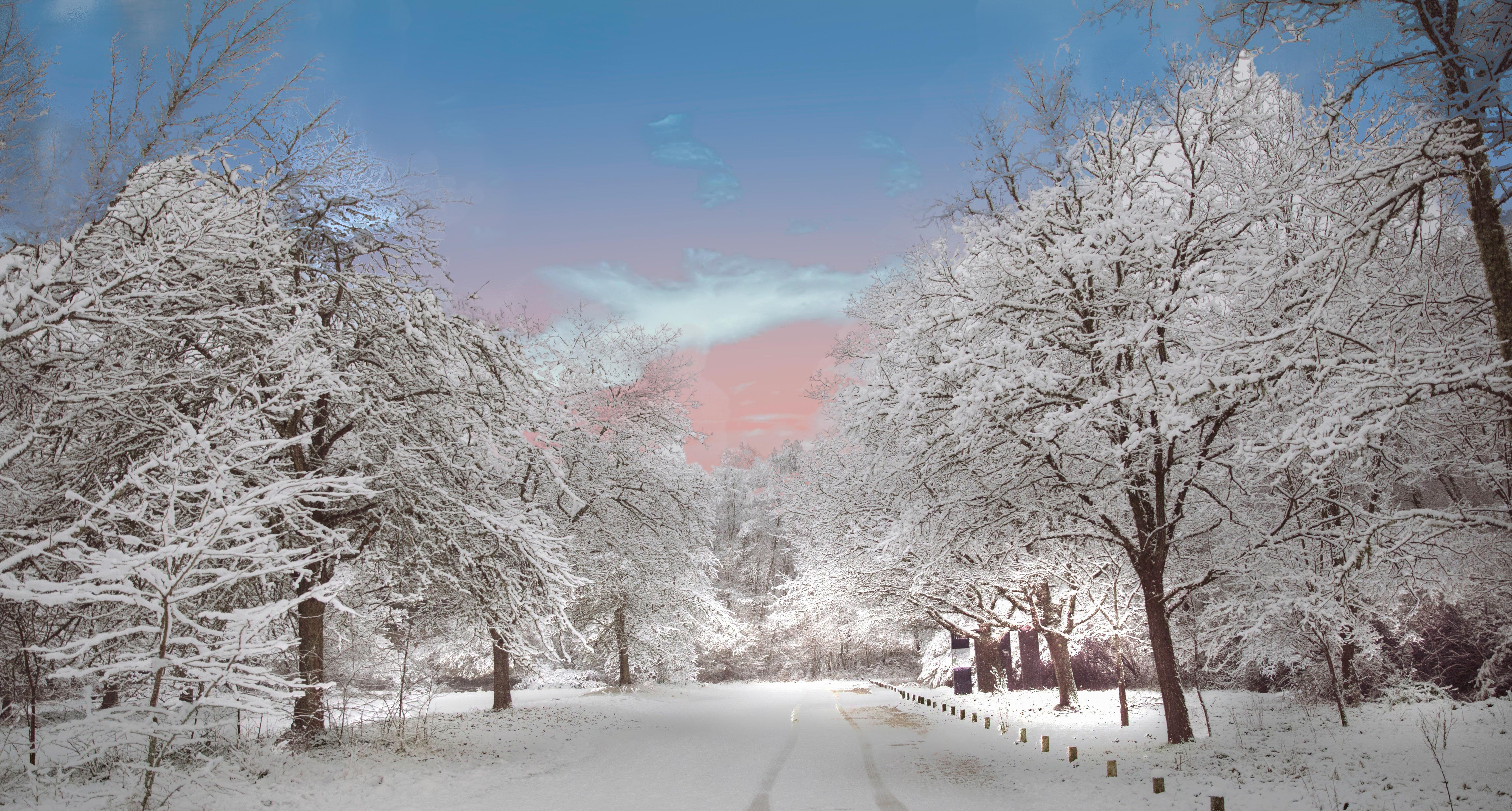 19-Jan Winter Tree Barks Section Image