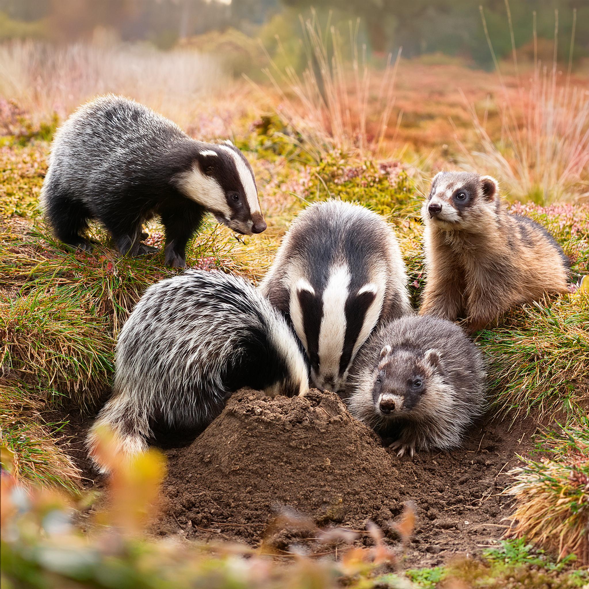 20-Feb Badgers, Moles, and Squirrels