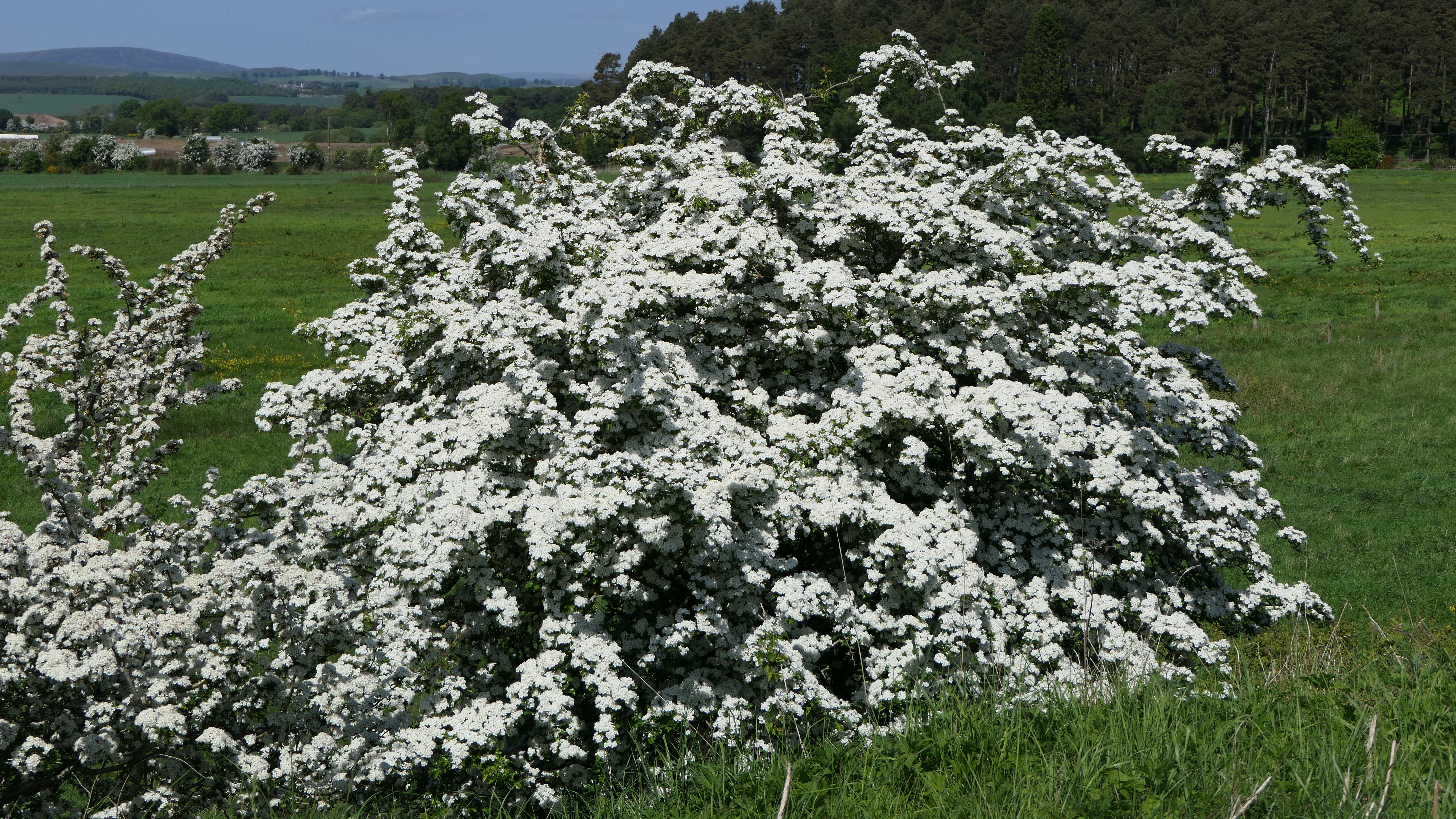 01-May May’s Magic: Blooms & Lore Section Image