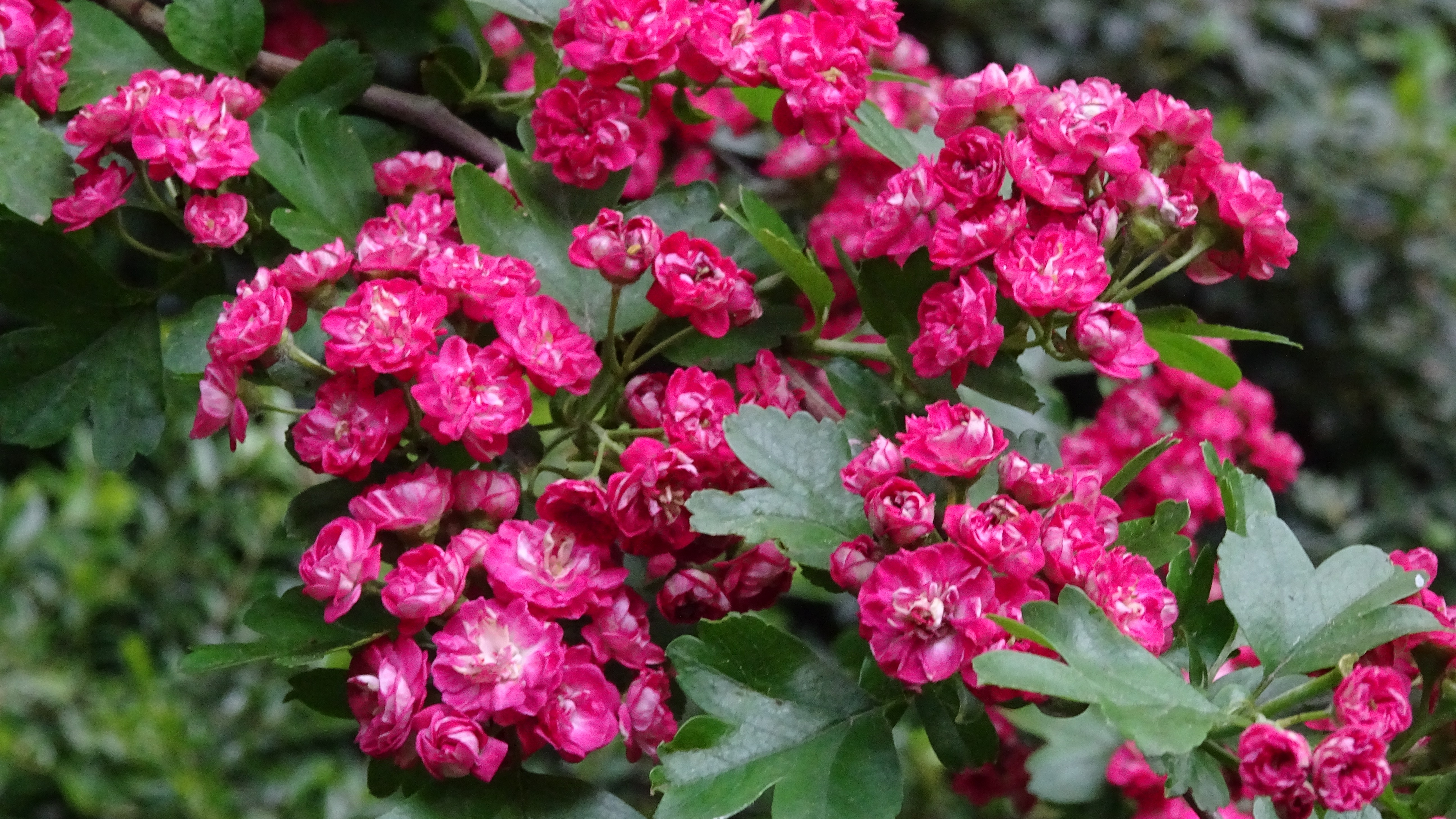 01-May May’s Magic: Blooms & Lore Section Image