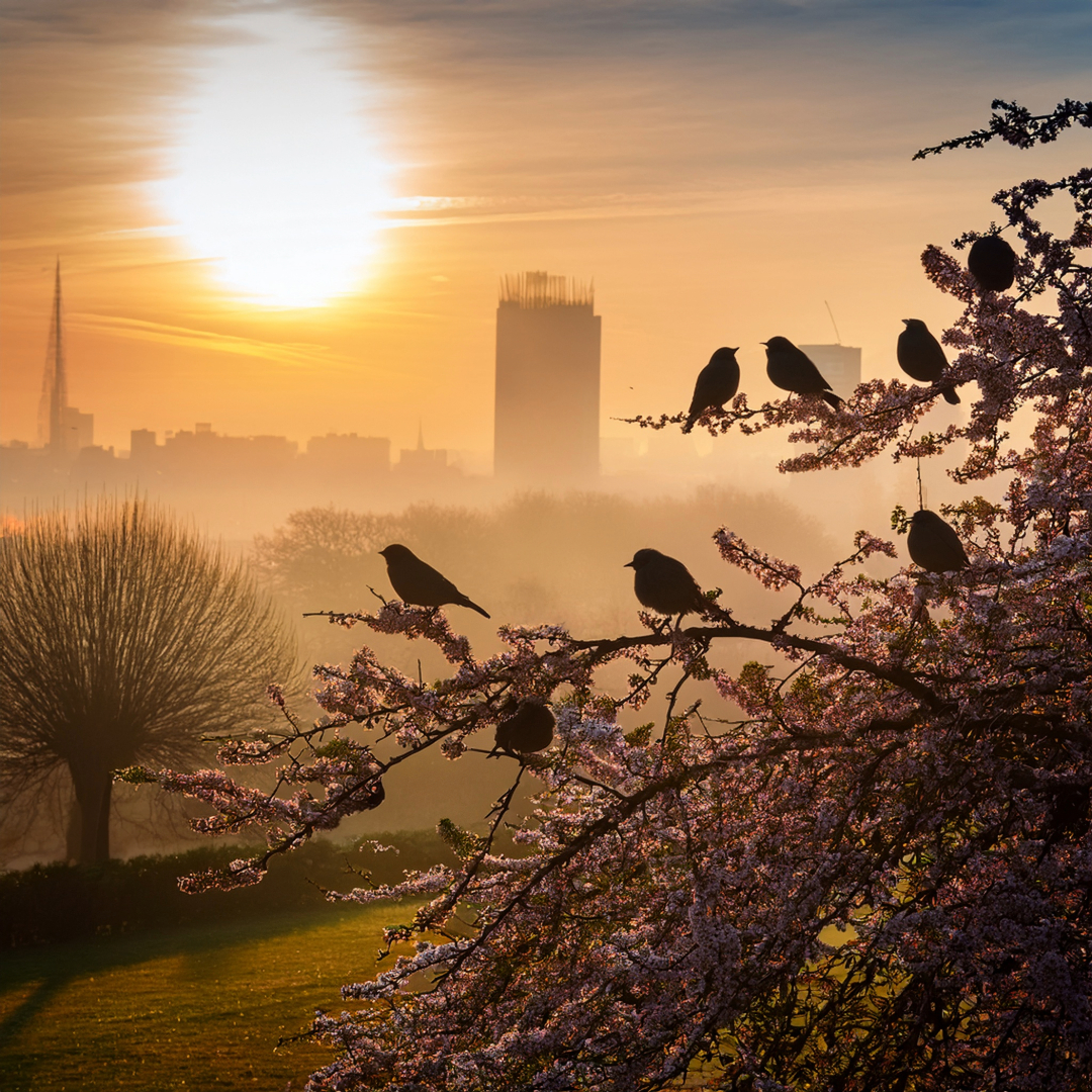 02-May London’s Dawn Chorus