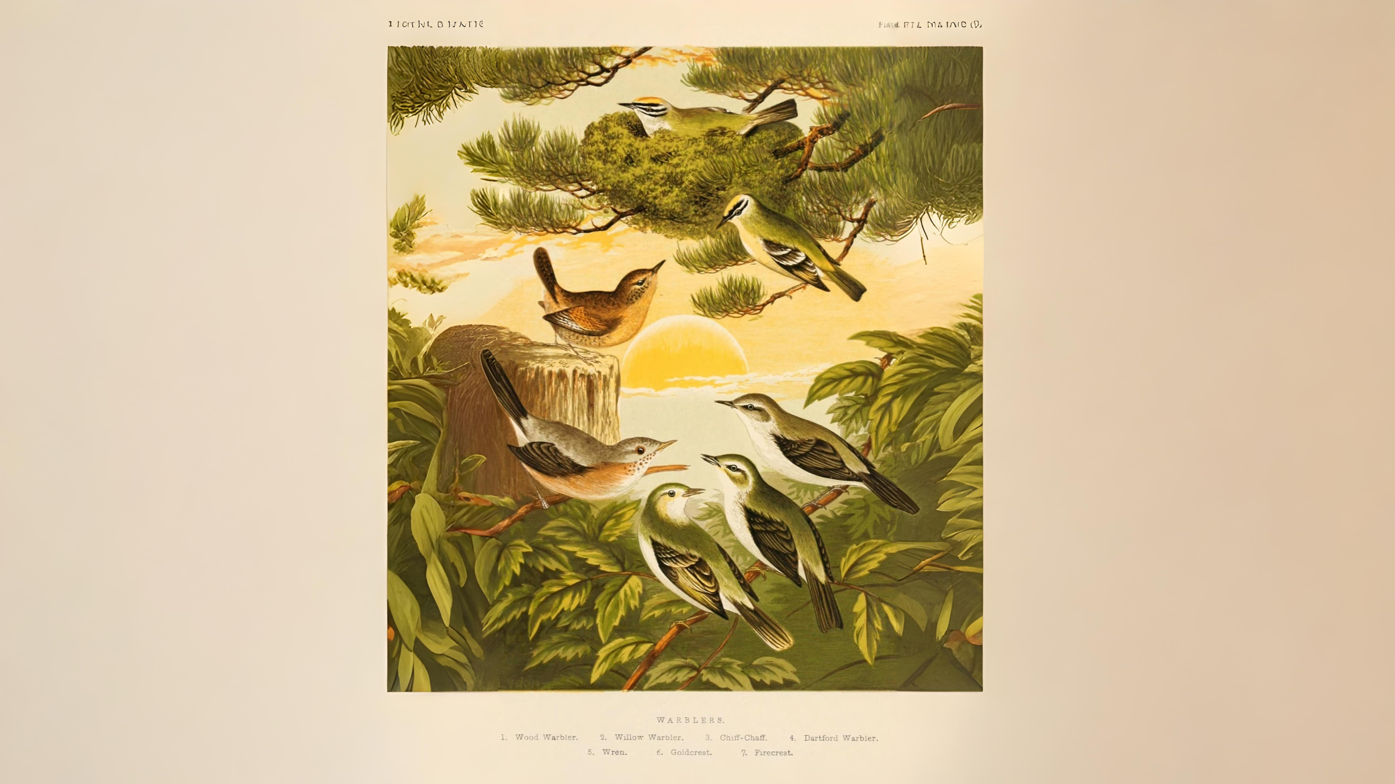02-May London’s Dawn Chorus Section Image