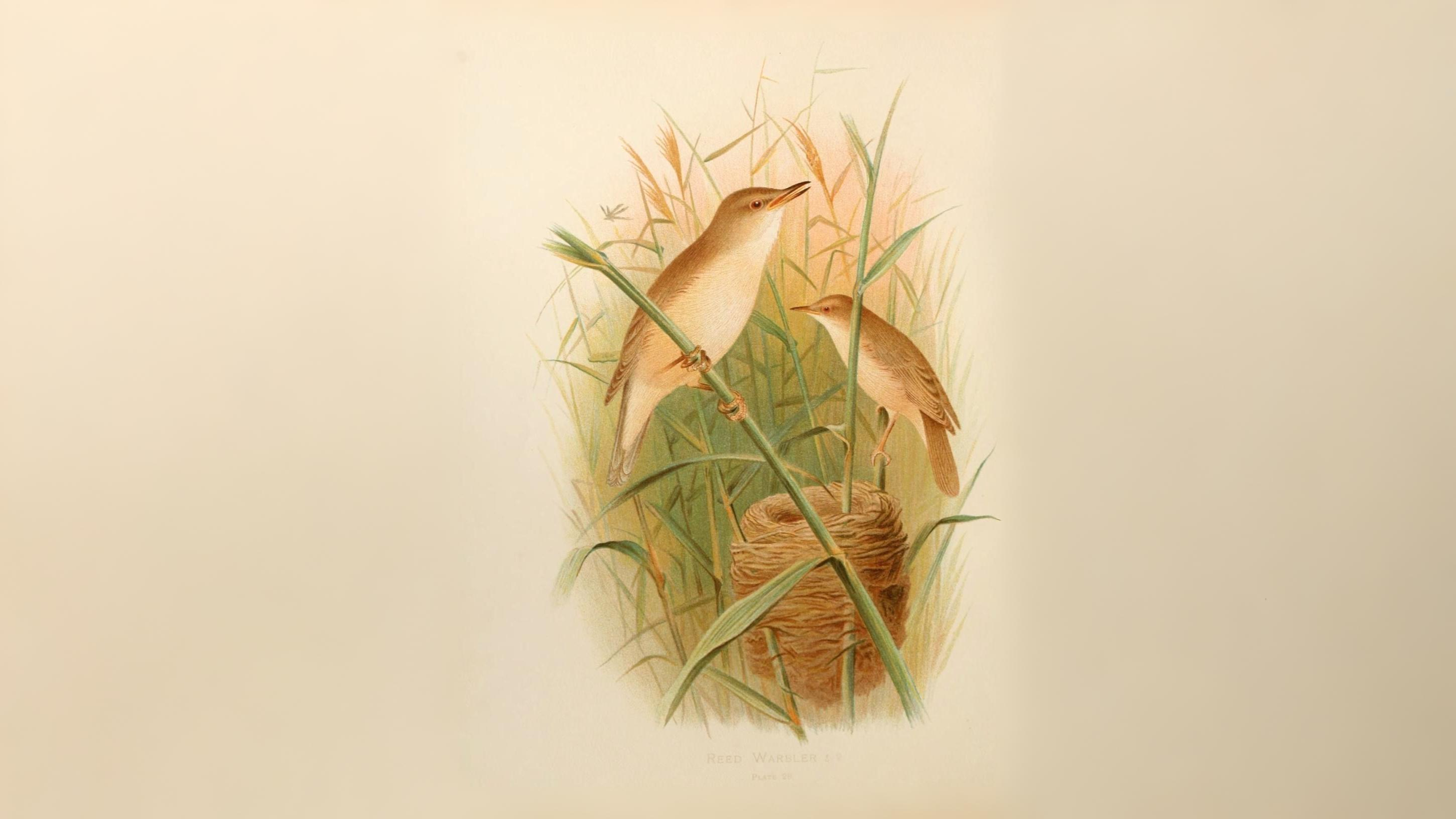 02-May London’s Dawn Chorus Section Image