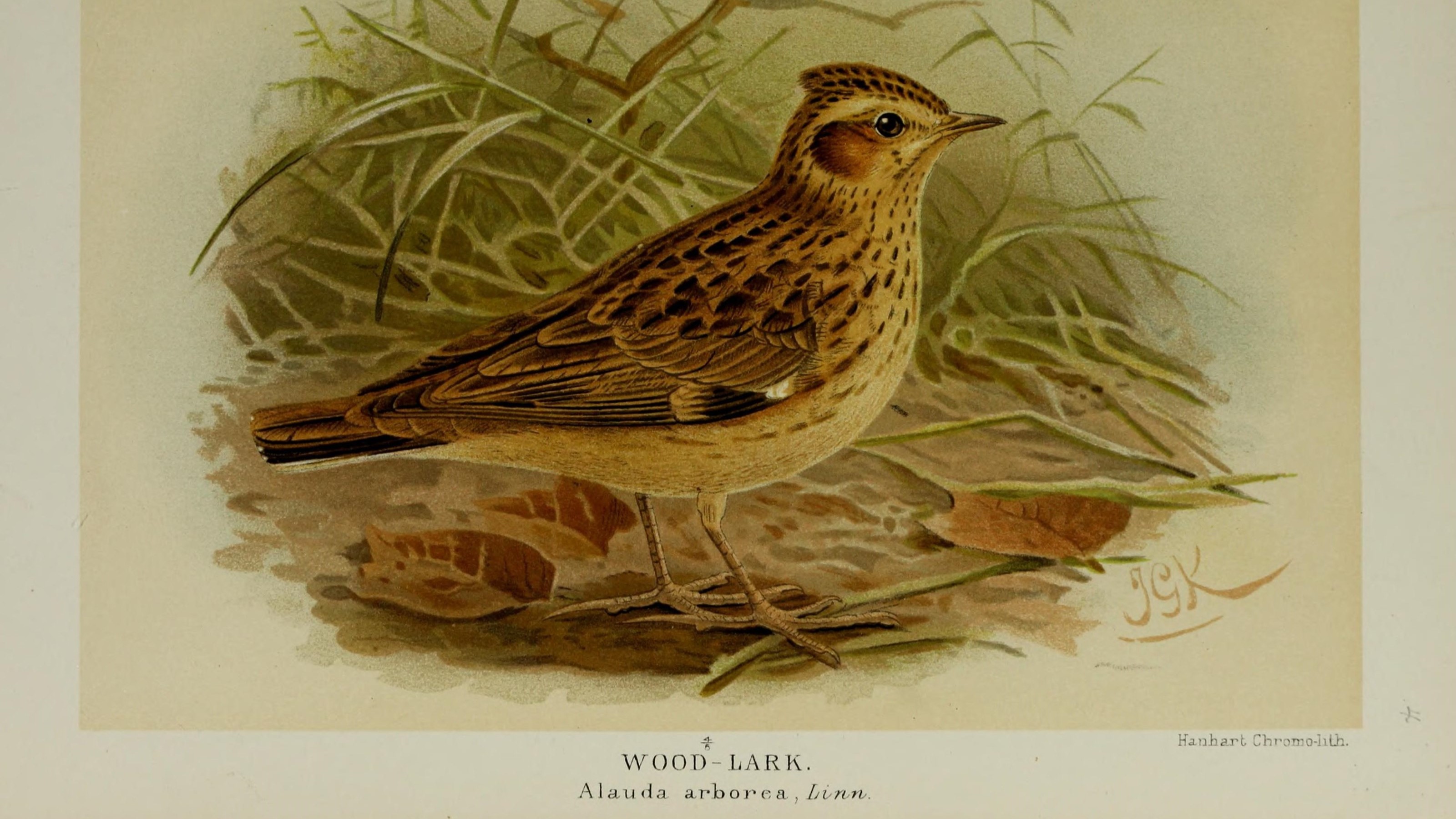 02-May London’s Dawn Chorus Section Image