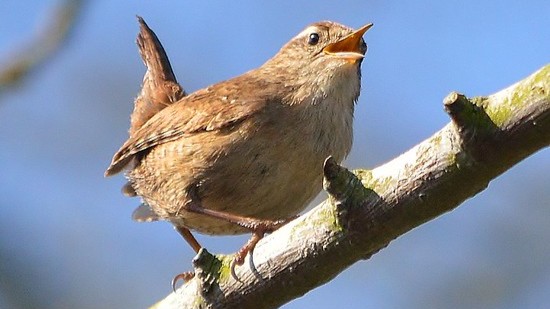 02-May London’s Dawn Chorus Section Image